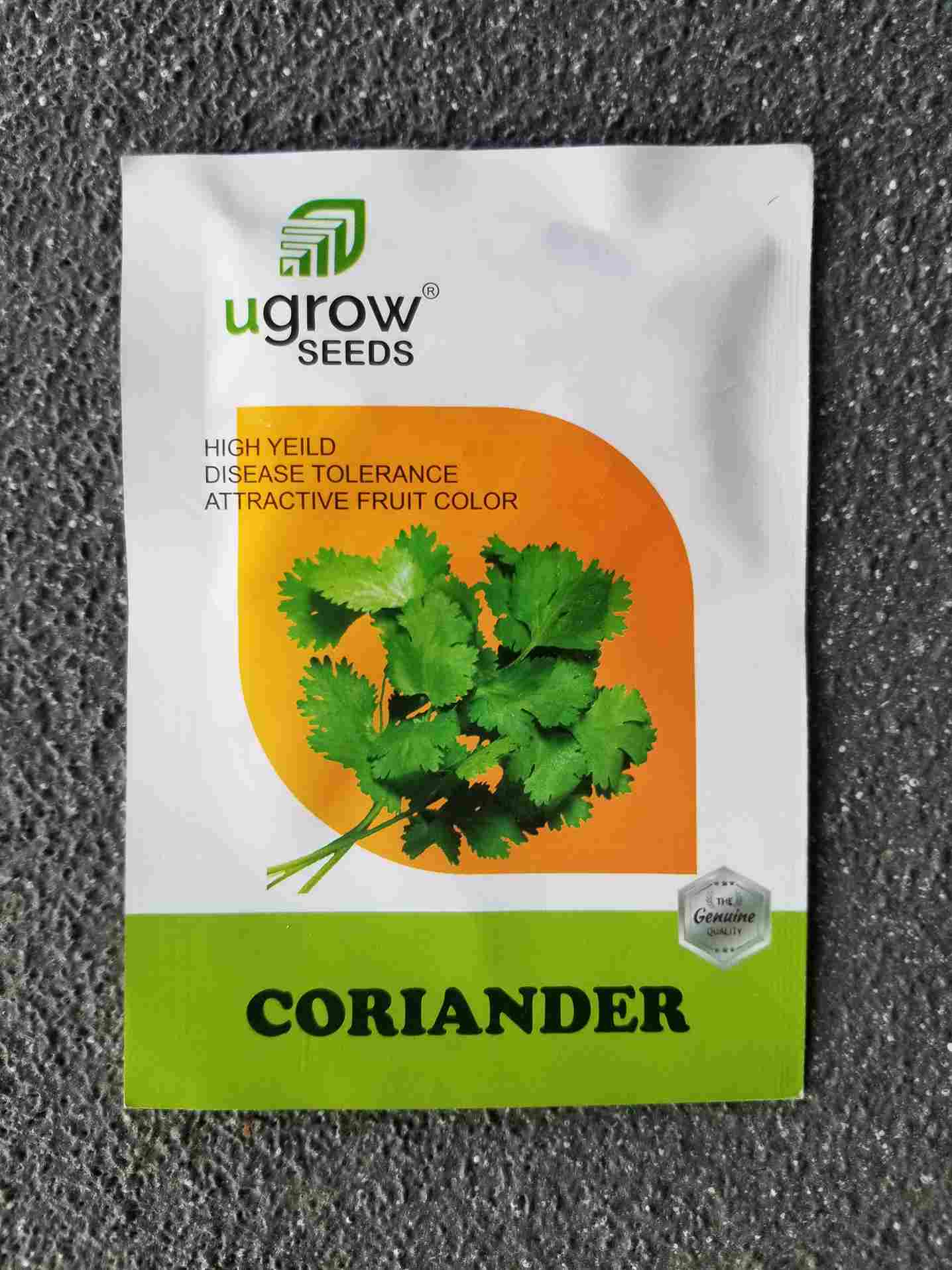Coriander