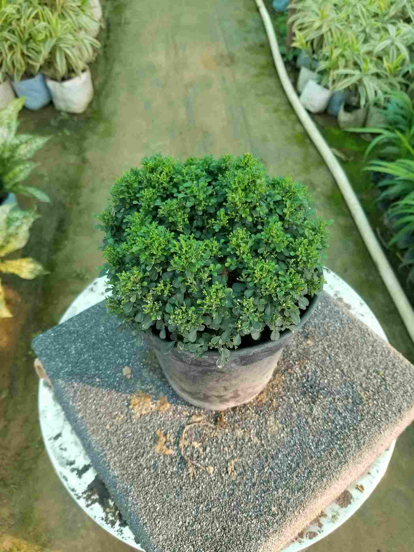 Table Kamini (Murraya)