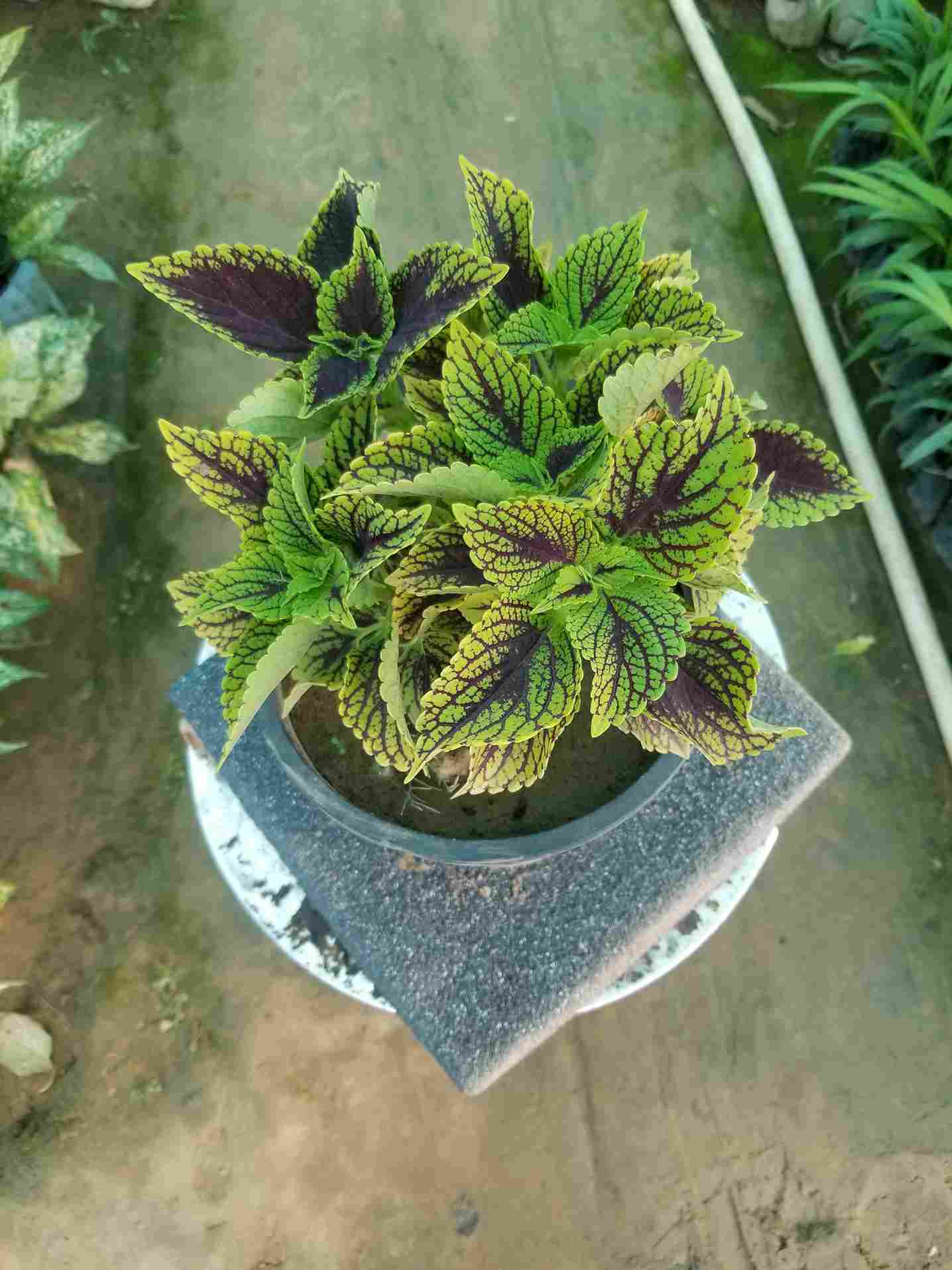 Coleus
