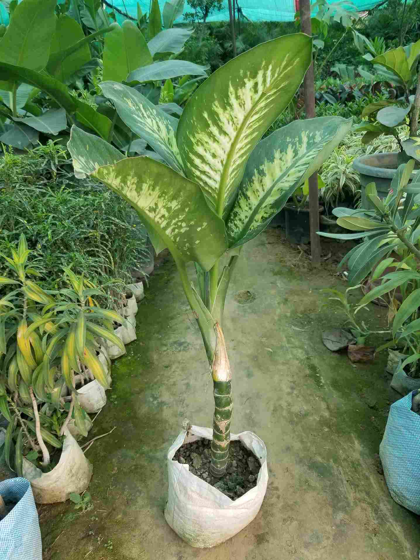 Dieffenbachia 