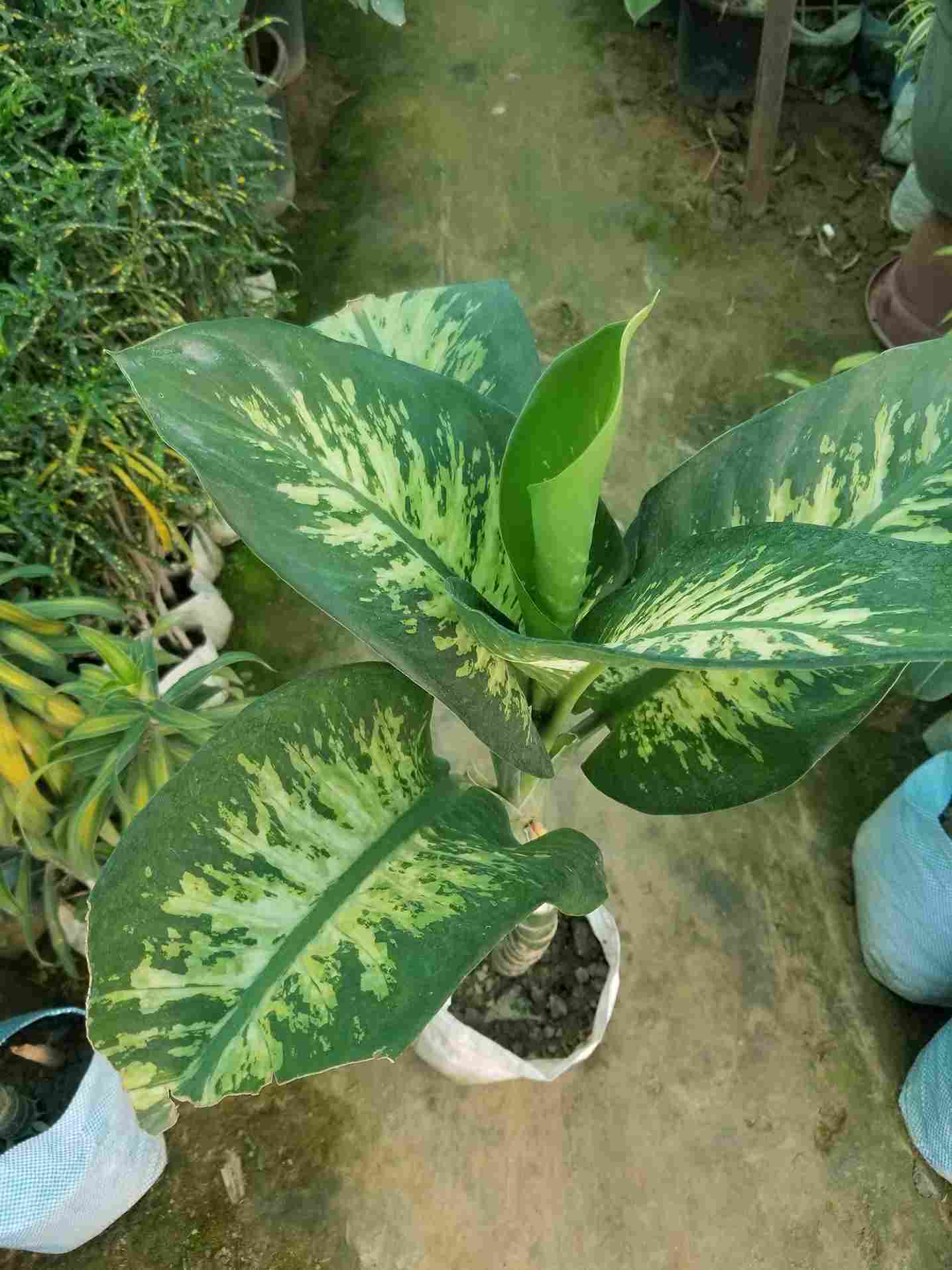 Dieffenbachia 