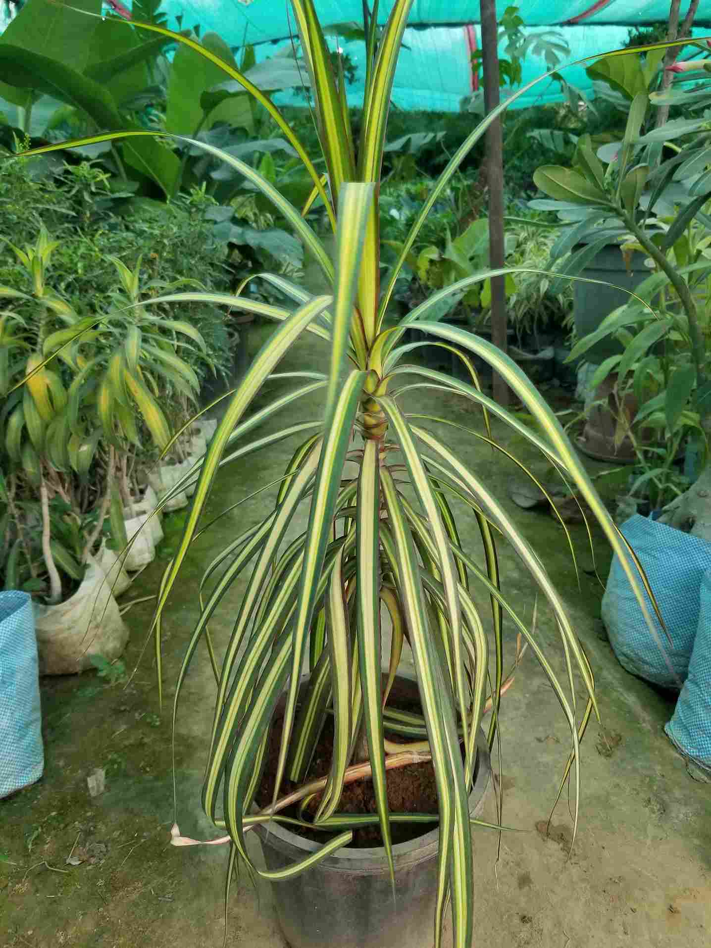 Dracaena Marginata