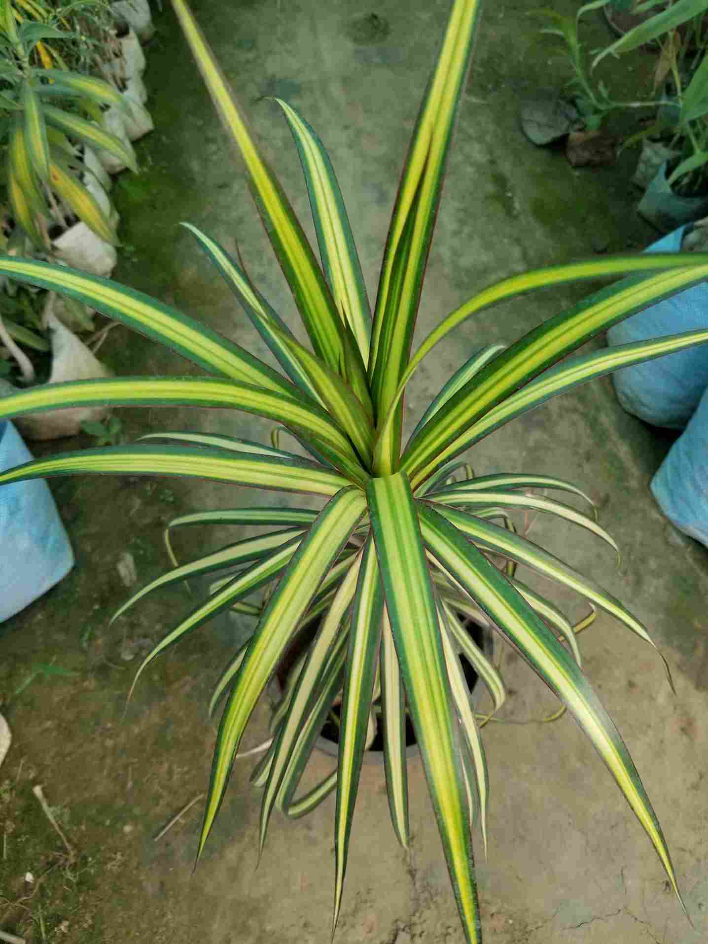 Dracaena Marginata
