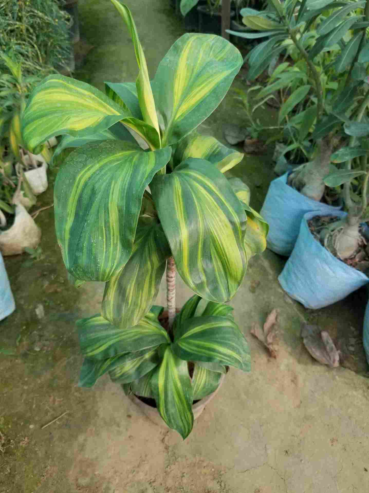 Dracaena Thai Gold