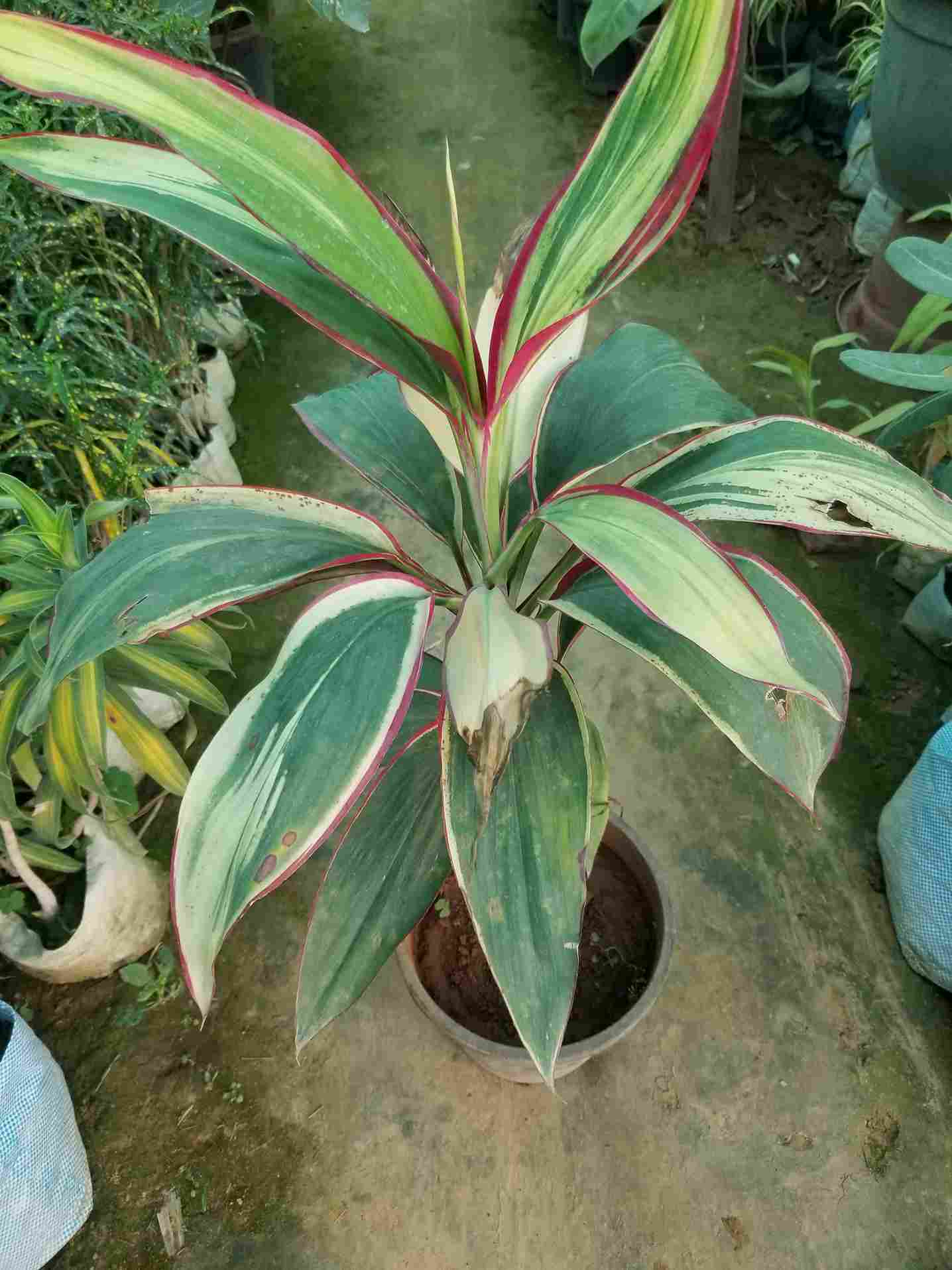 Cordyline Fruiticosa Dracaena