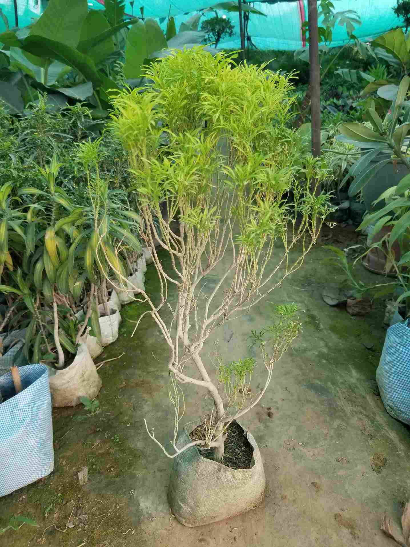 Green Ming Aralia