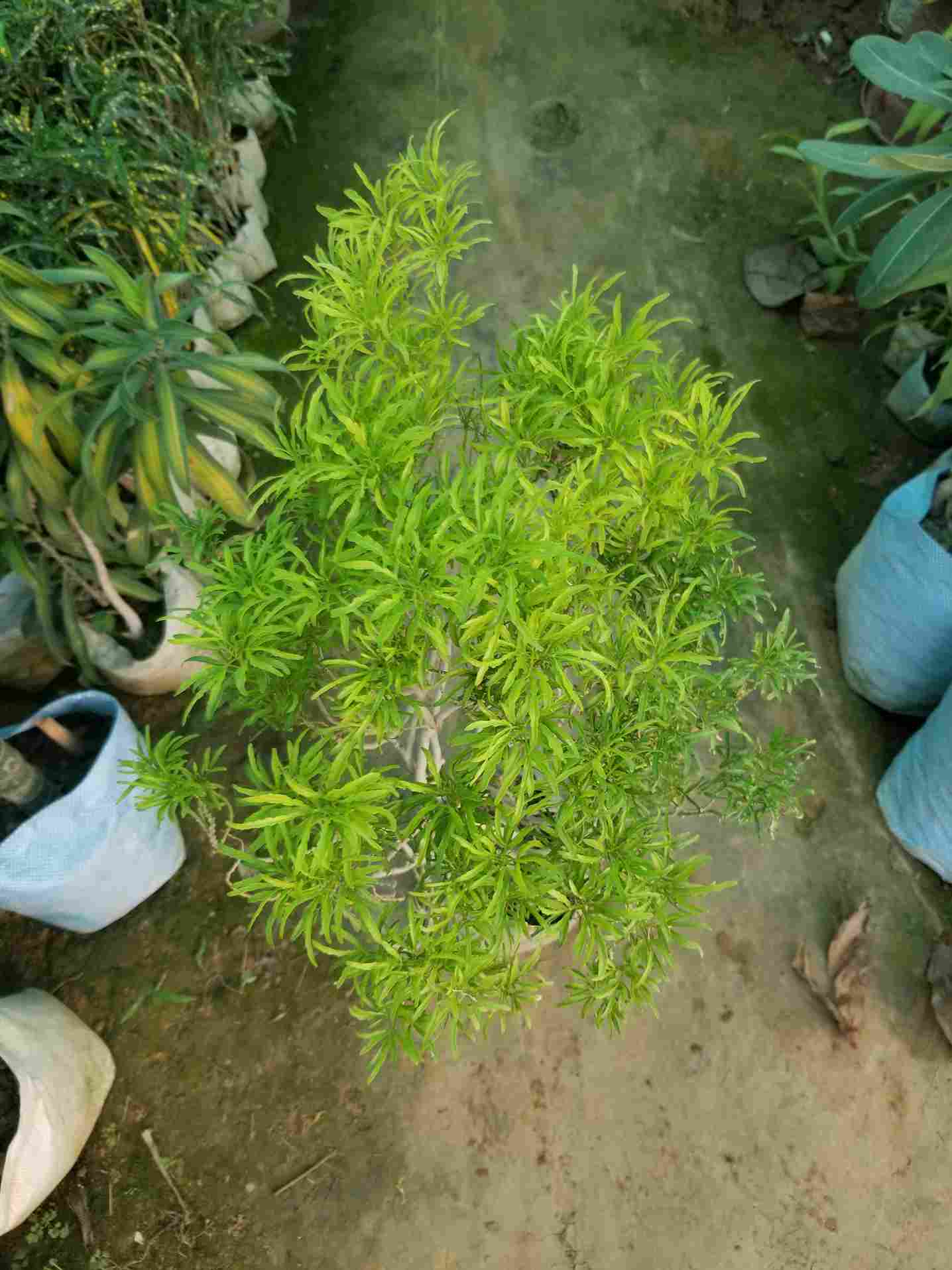 Green Ming Aralia
