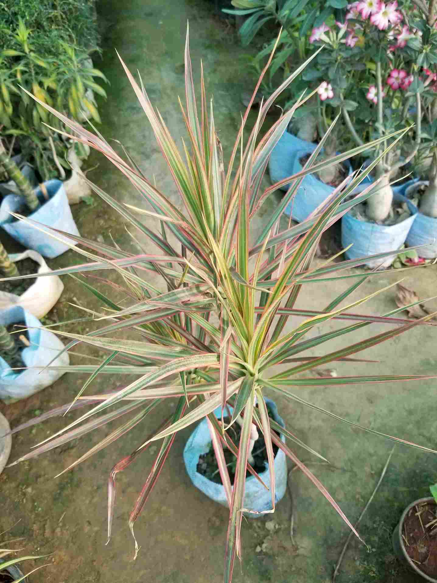 Dracaena Marginata Colorama