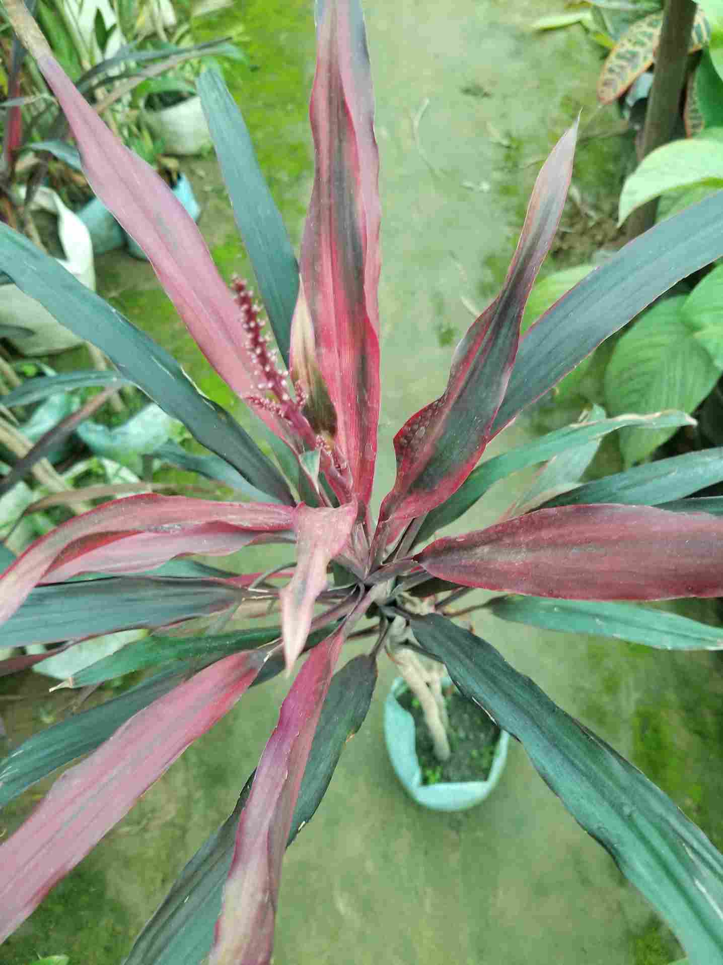 Cordyline Fruiticosa Dracaena