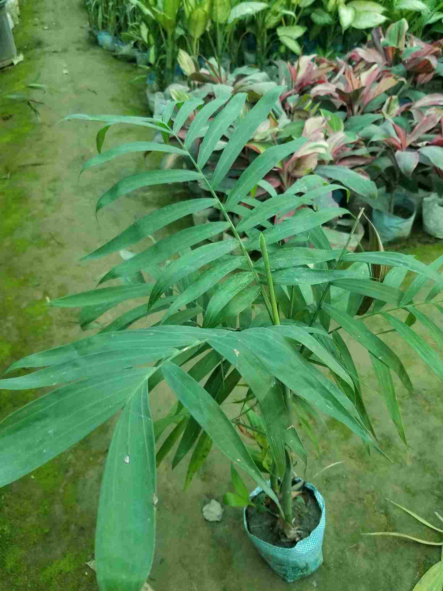 Cane Palm / Bamboo Palm