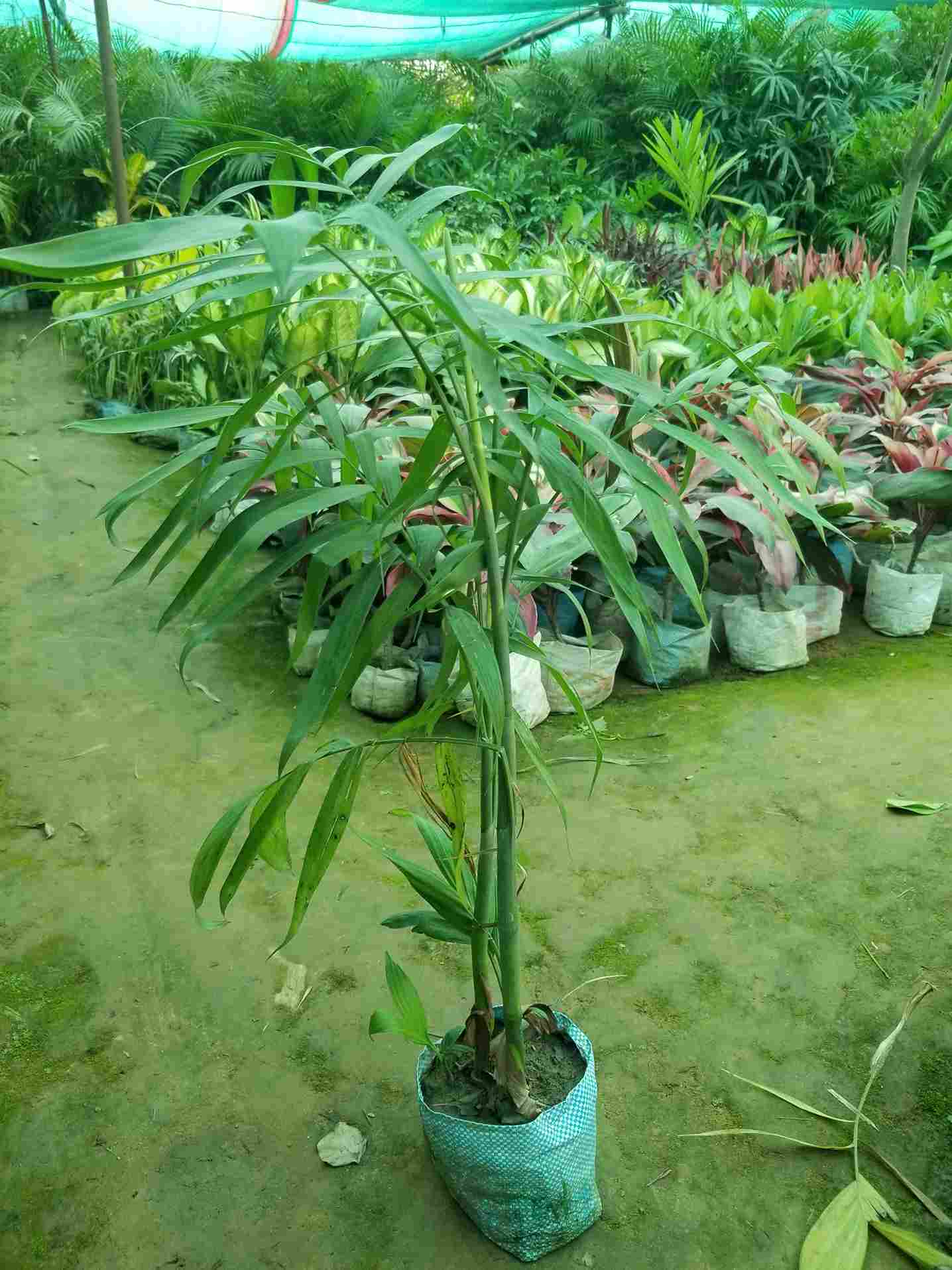 Cane Palm / Bamboo Palm