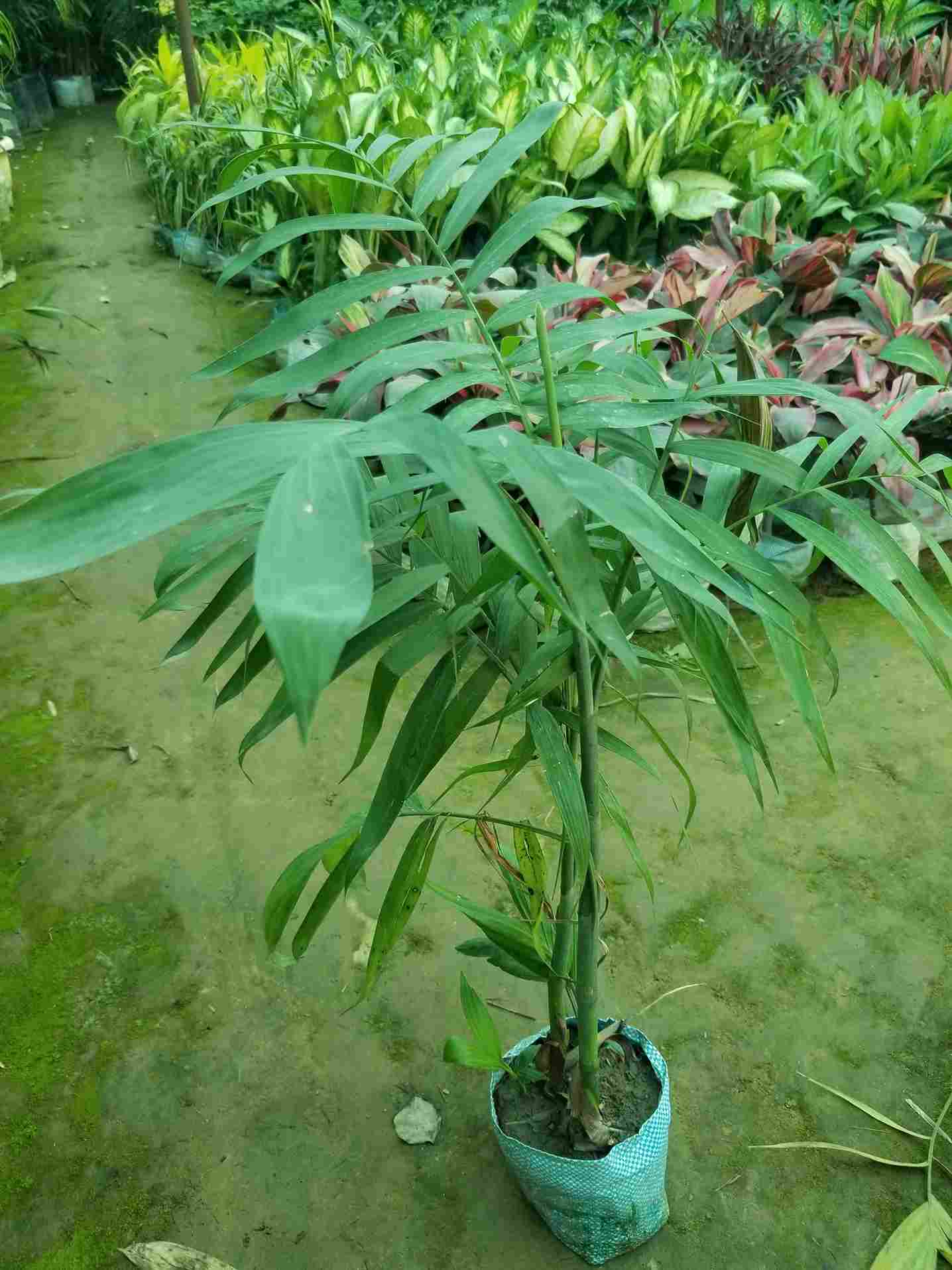 Cane Palm / Bamboo Palm