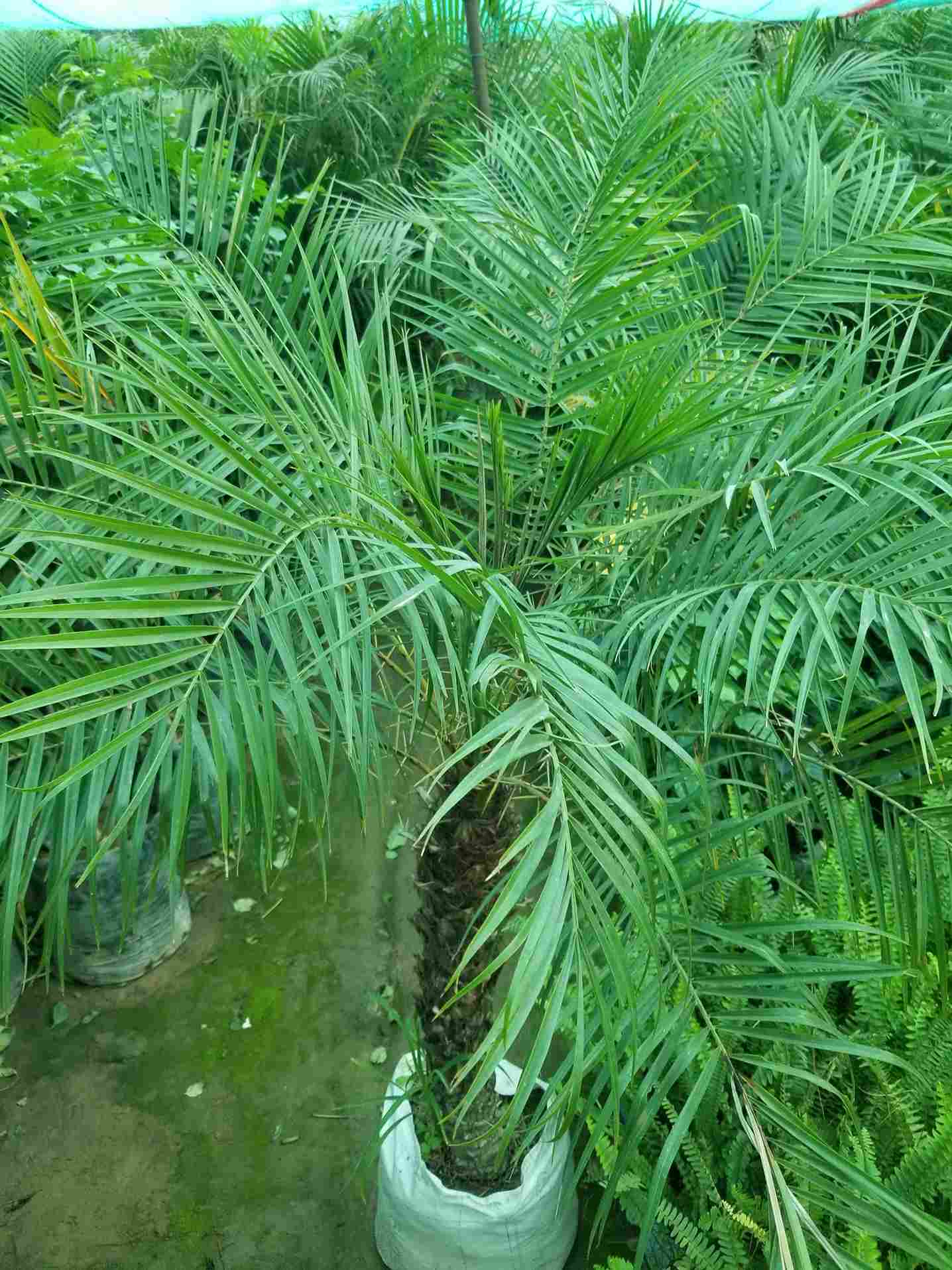 Phoenix Palm