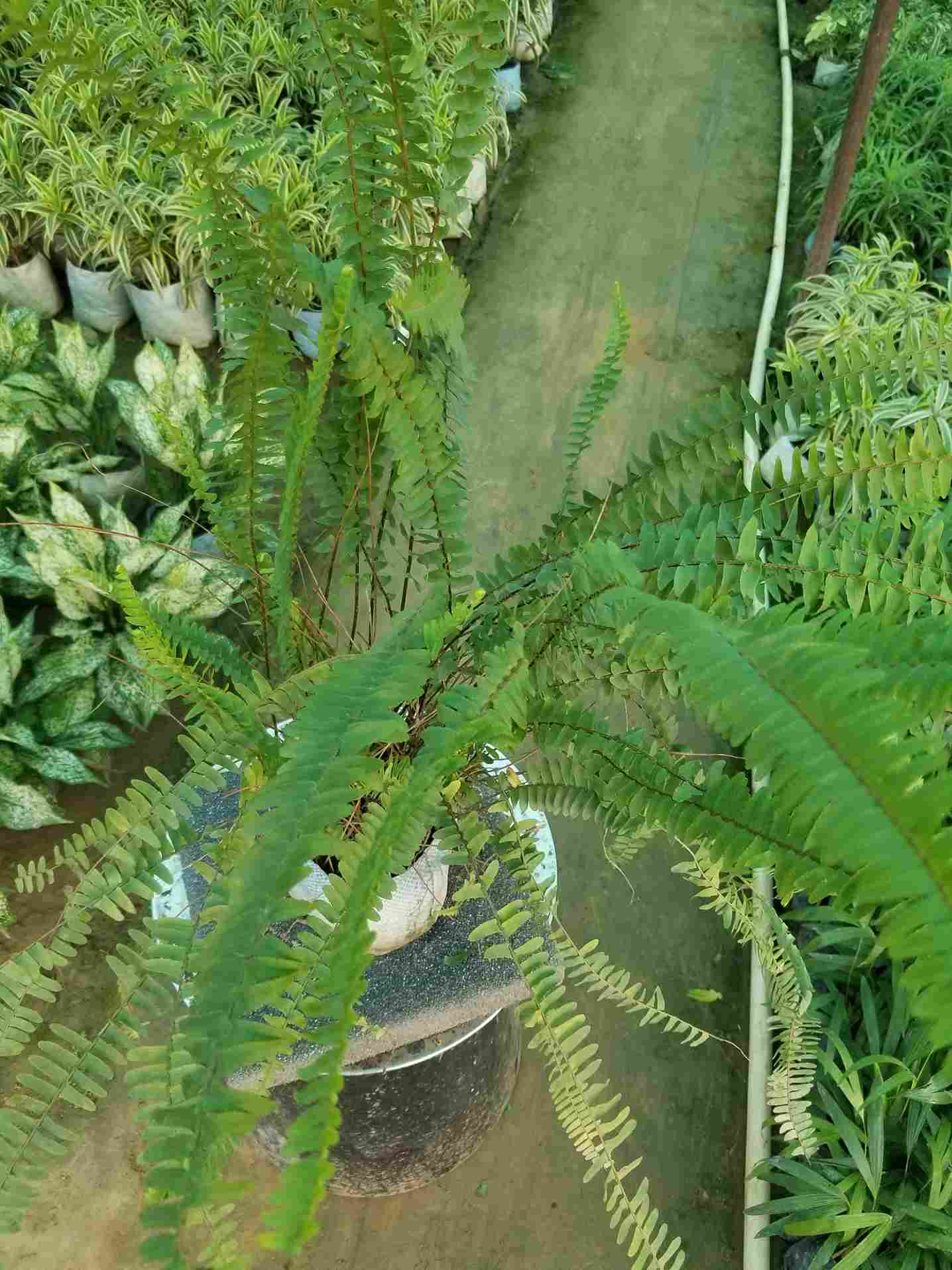 Boston Fern