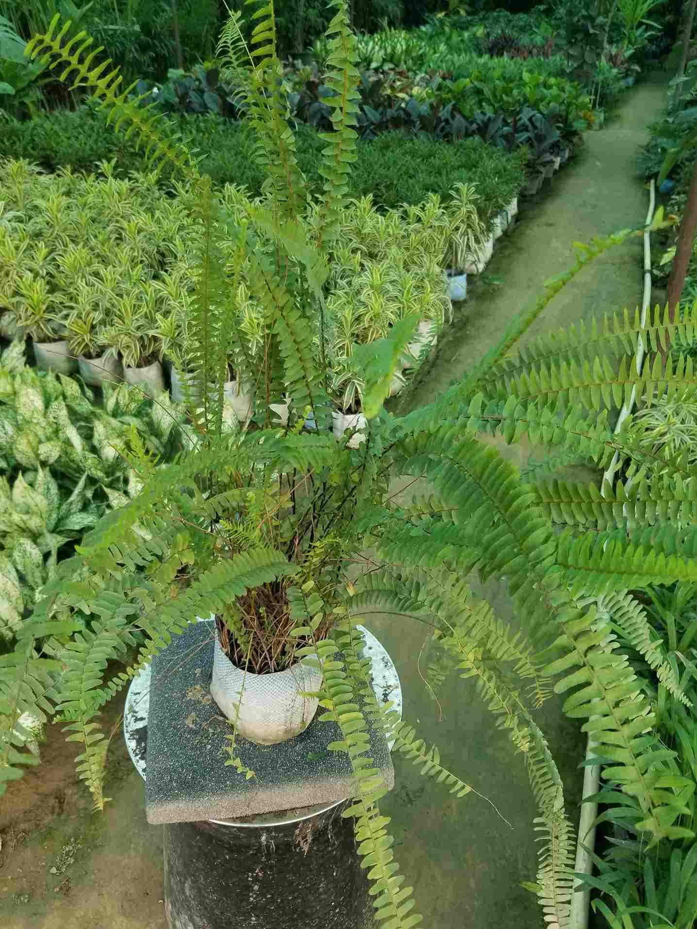 Boston Fern