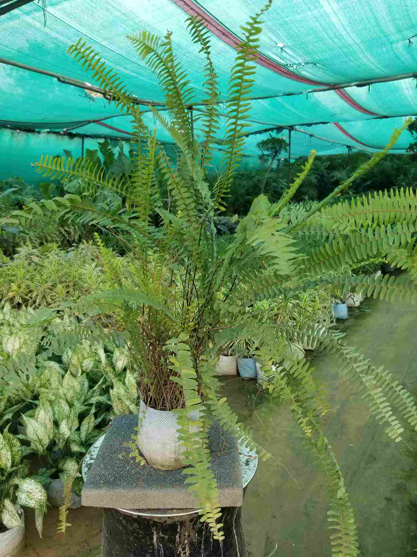 Boston Fern