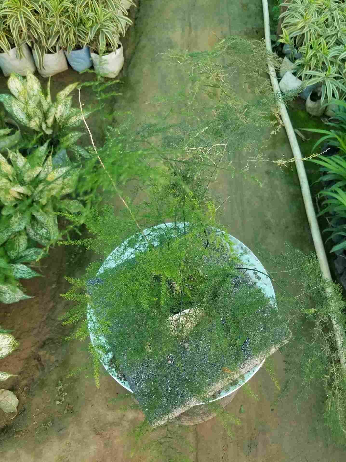 Asparagus Fern