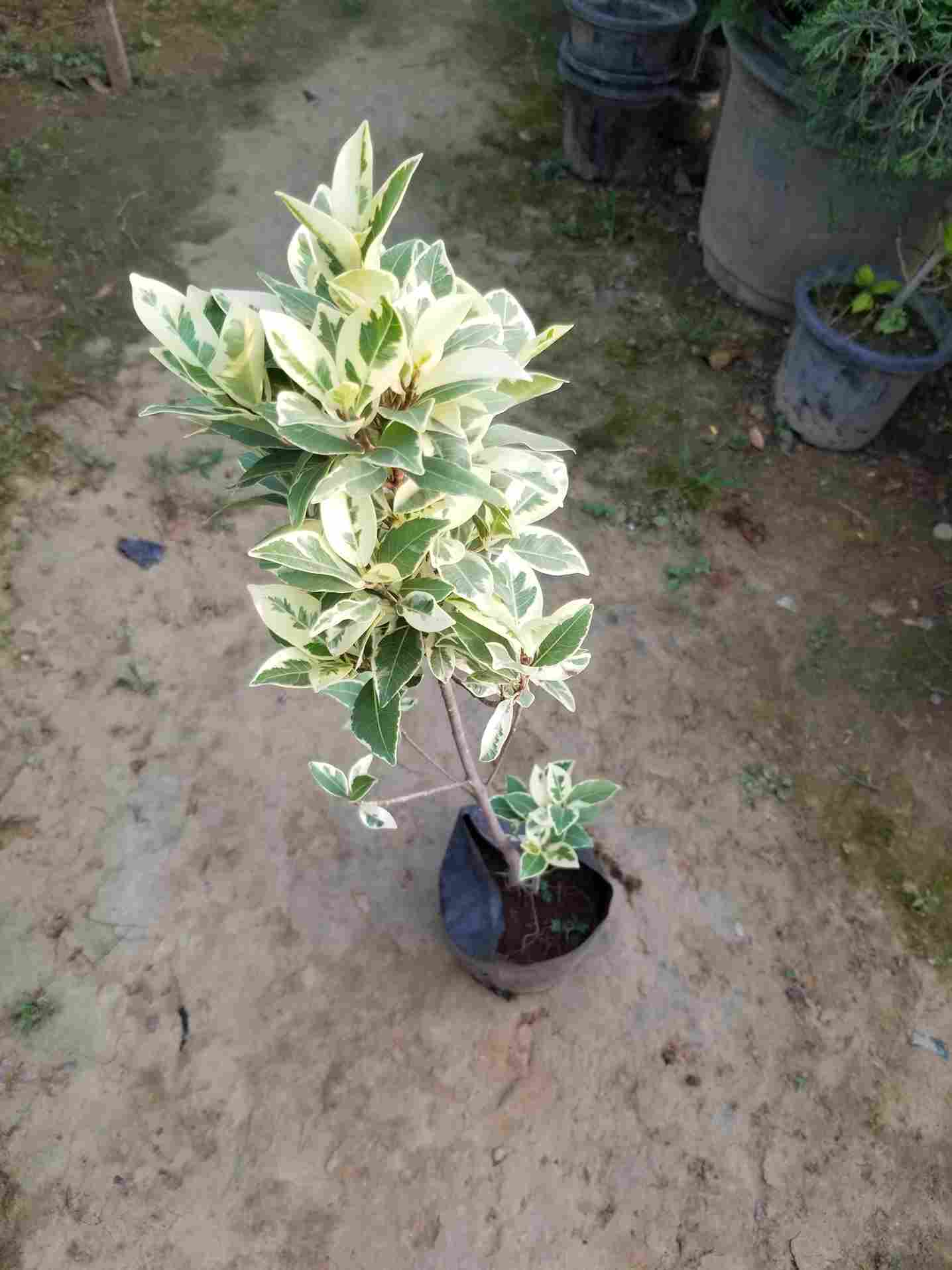 Ficus Star Light