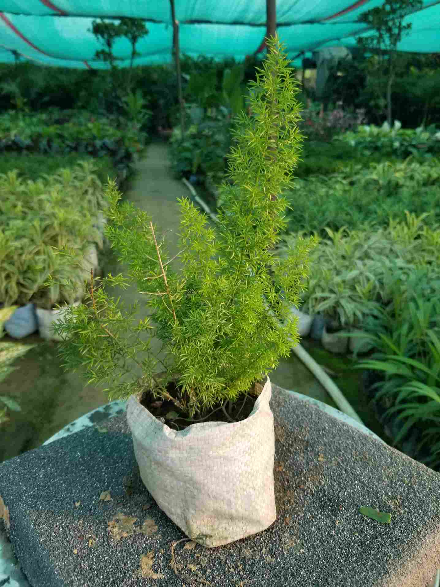 Asparagusa Merry