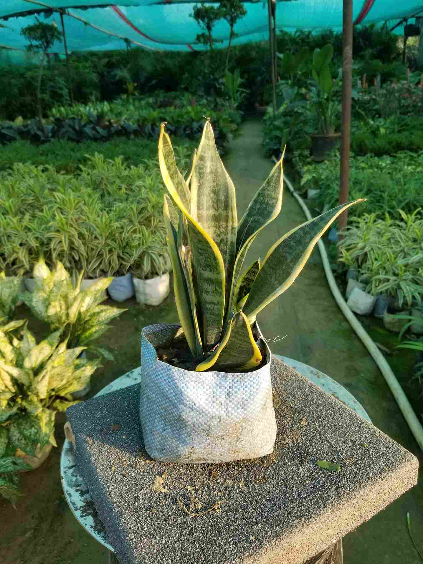 Snake Plant