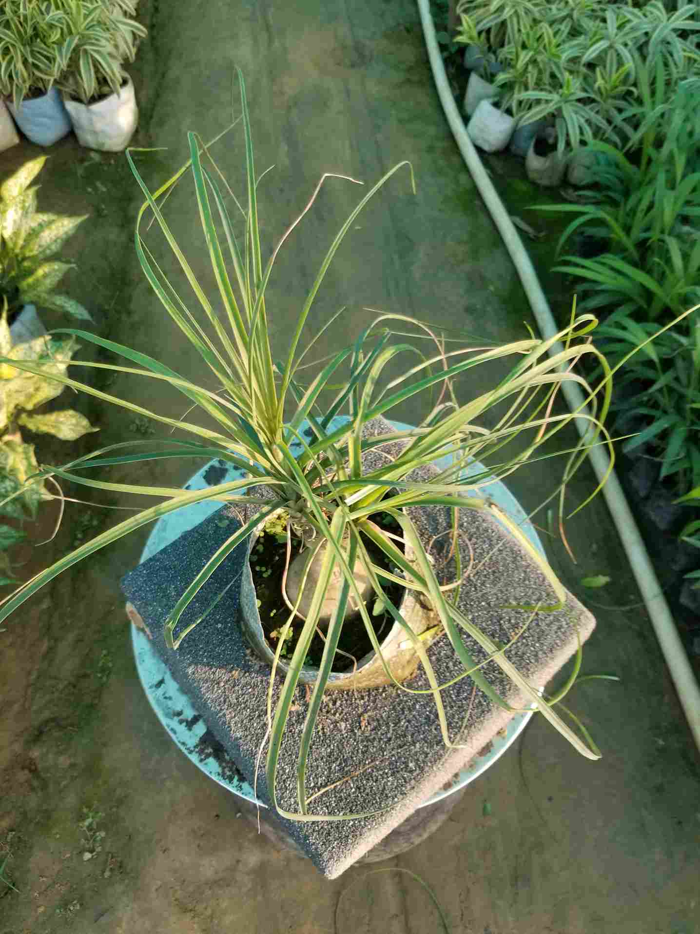 Ponytail Palm