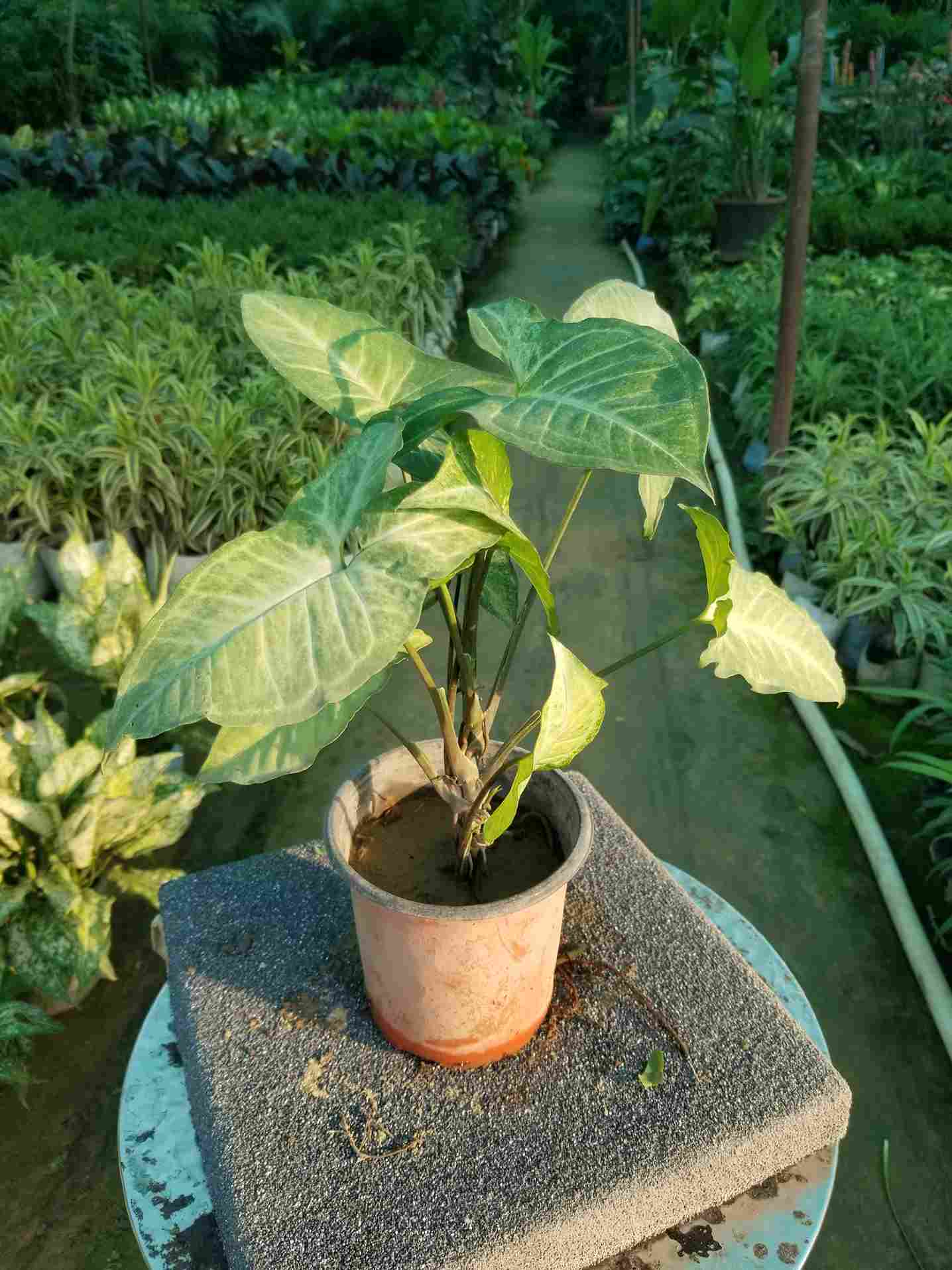 Syngonium Podophyllum