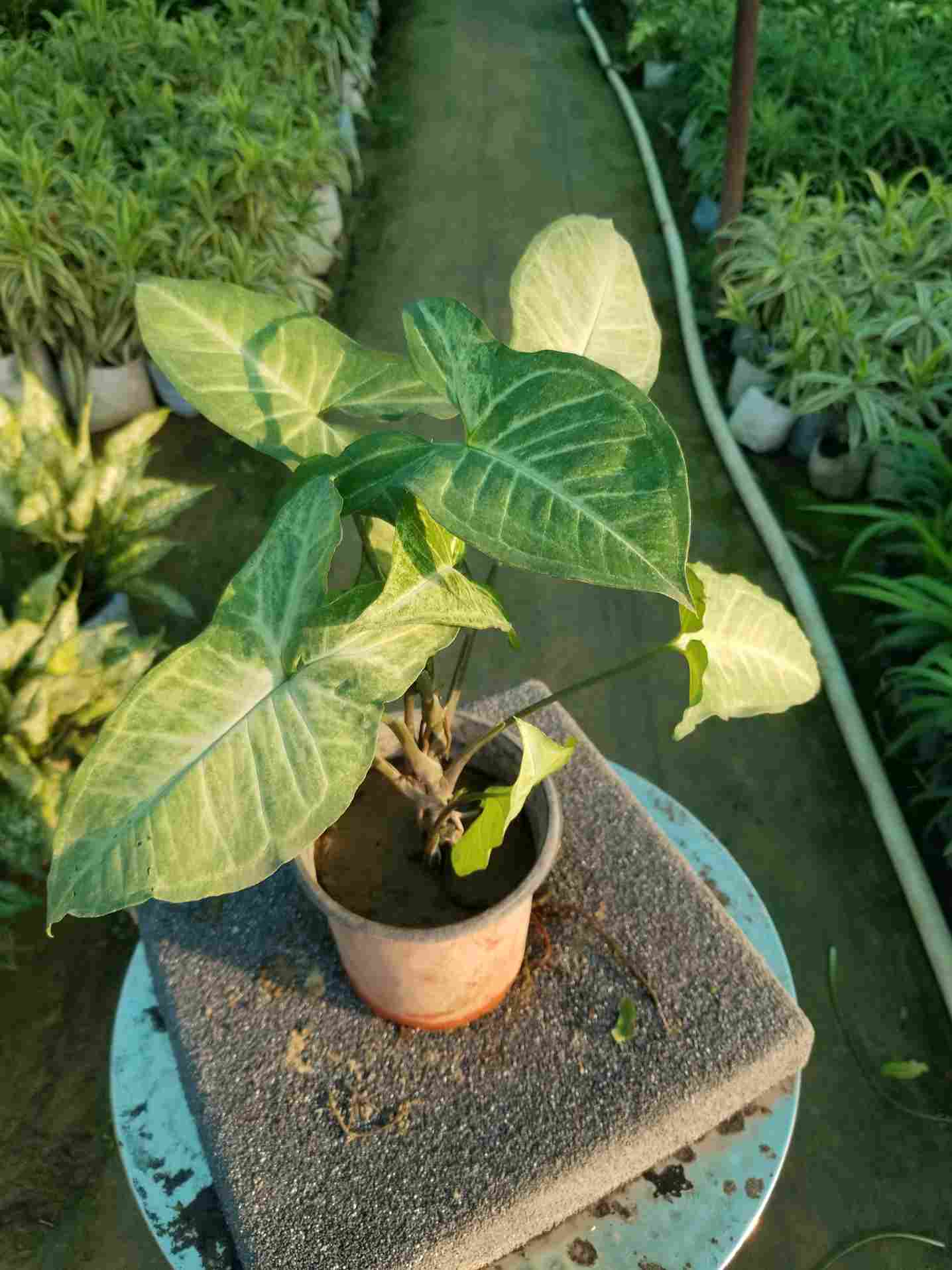 Syngonium Podophyllum