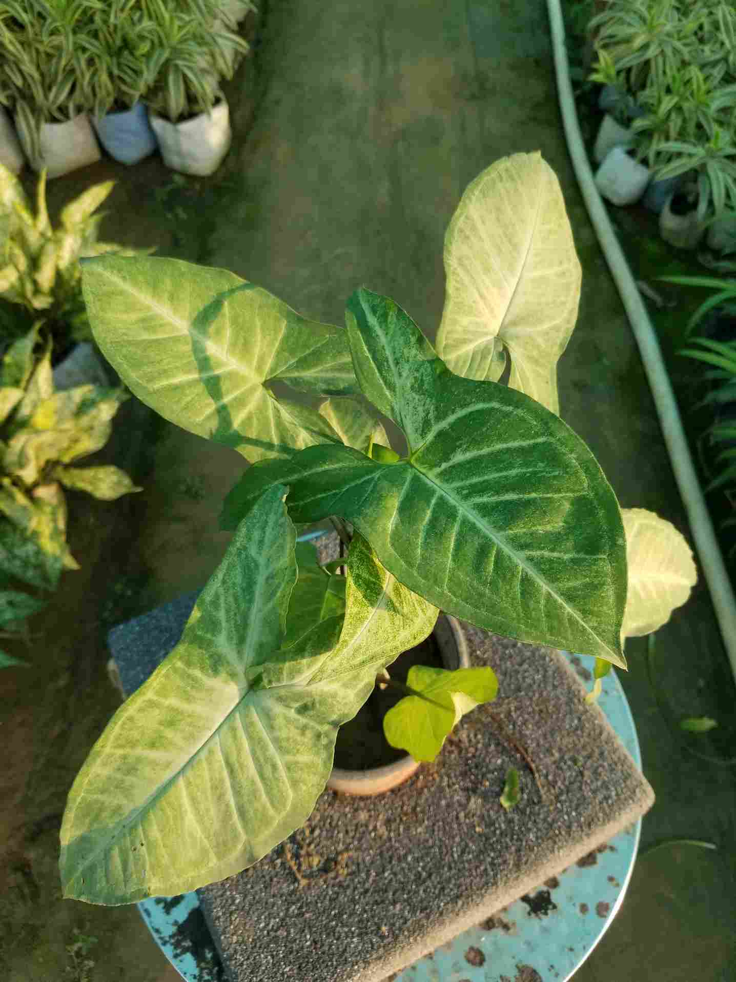 Syngonium Podophyllum