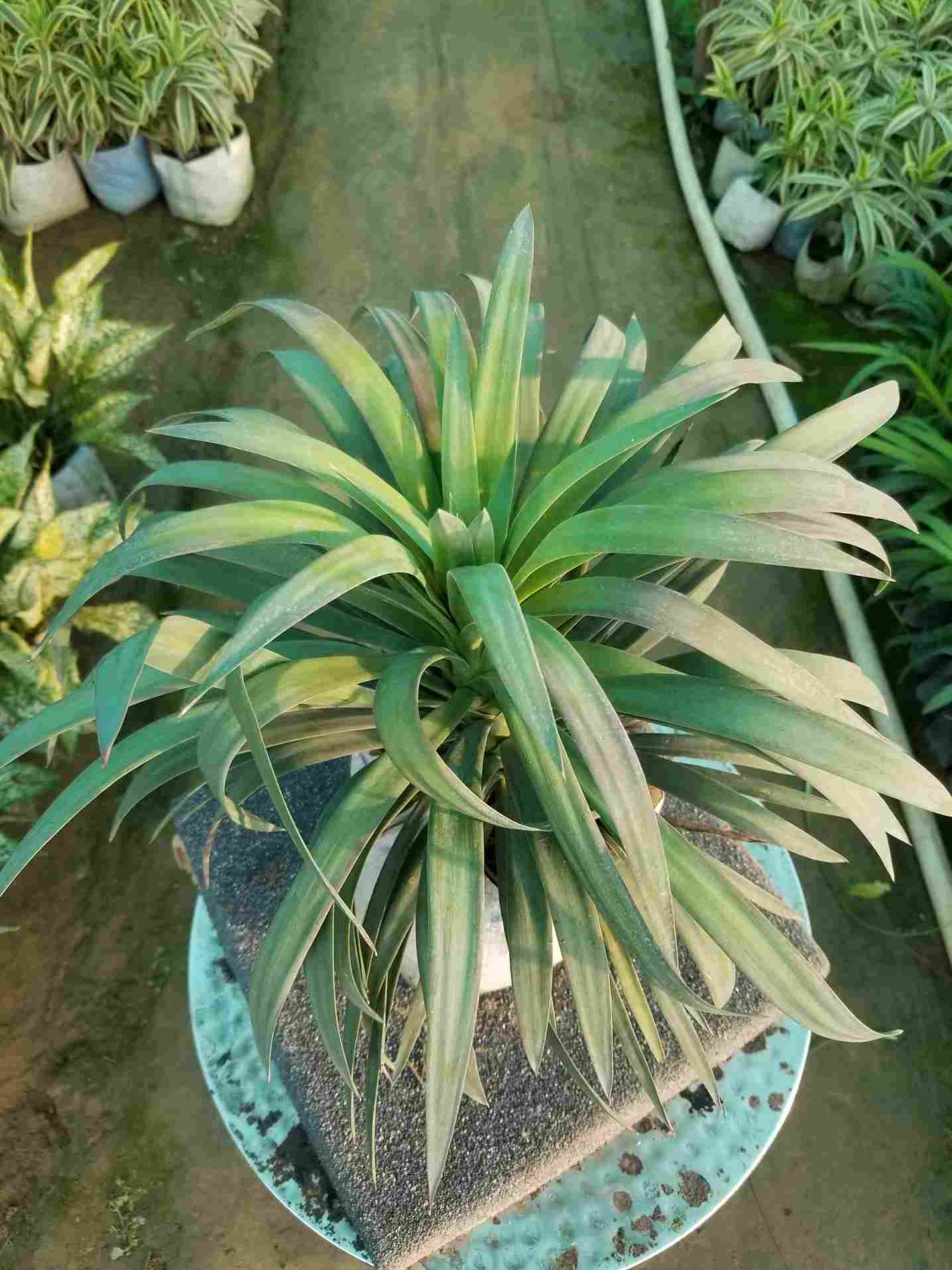Yucca Plant