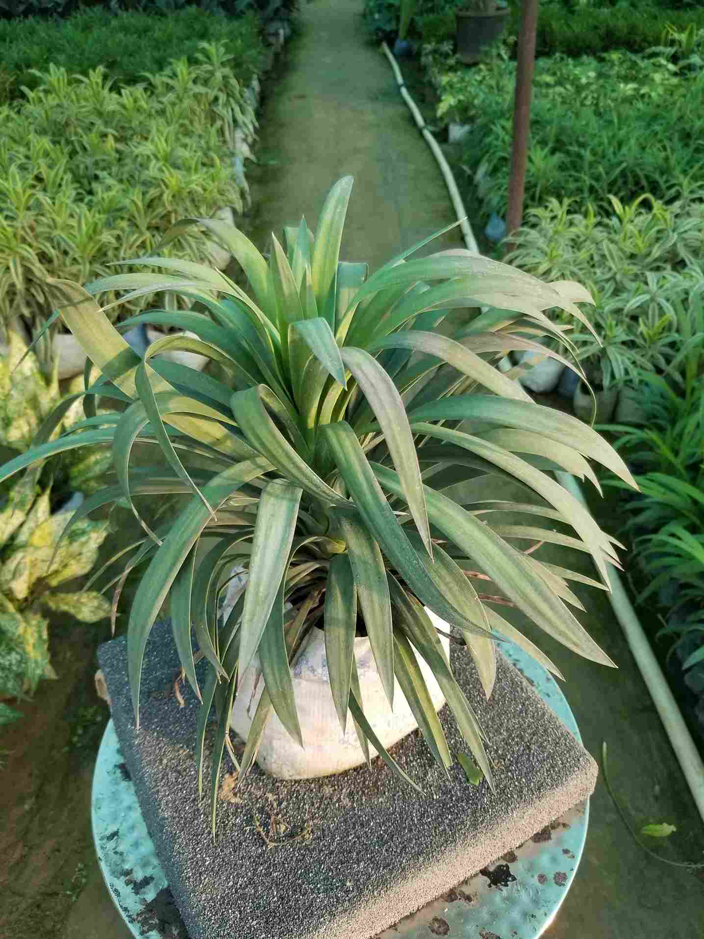 Yucca Plant