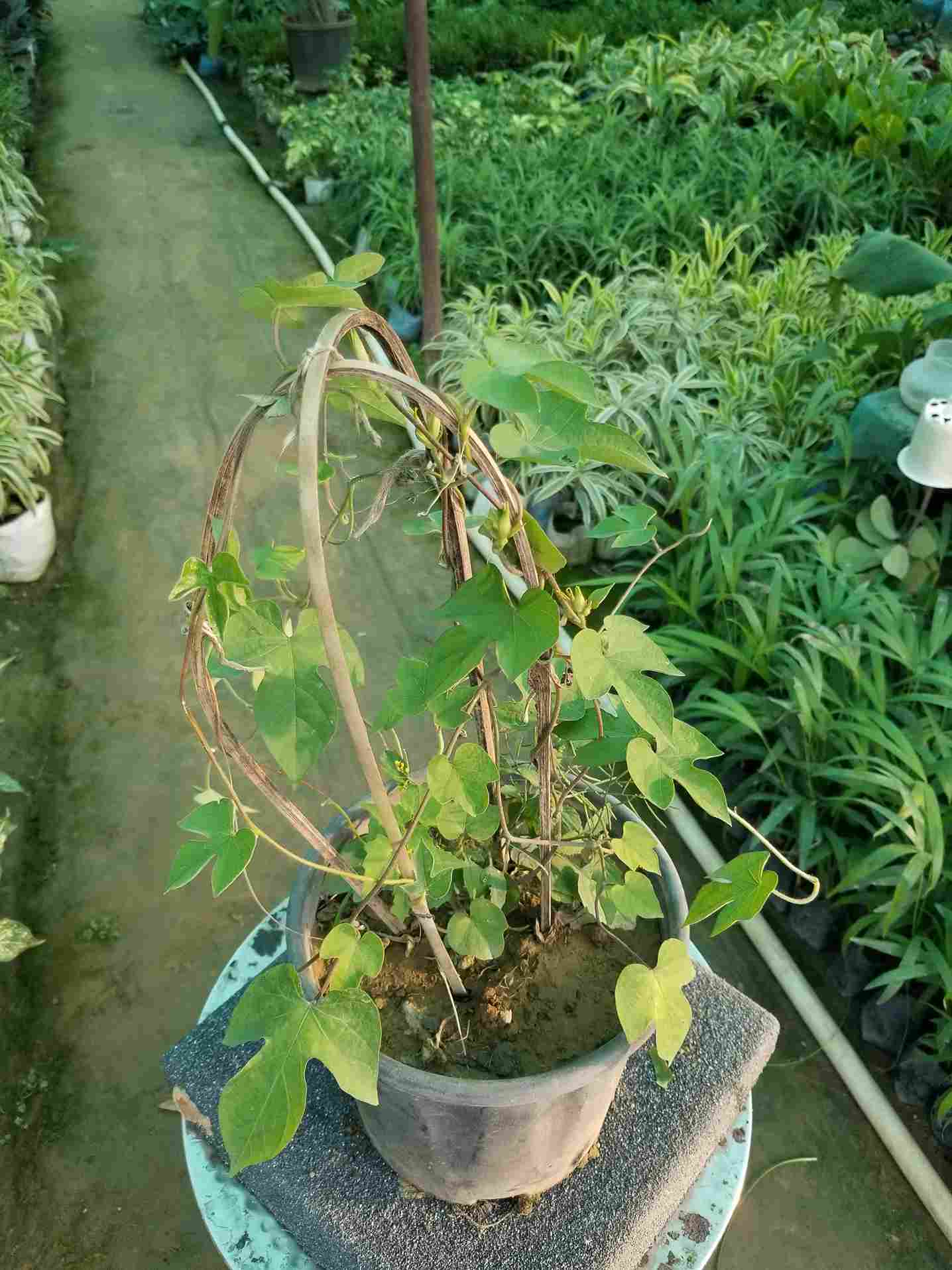 Passiflora Morning Glory
