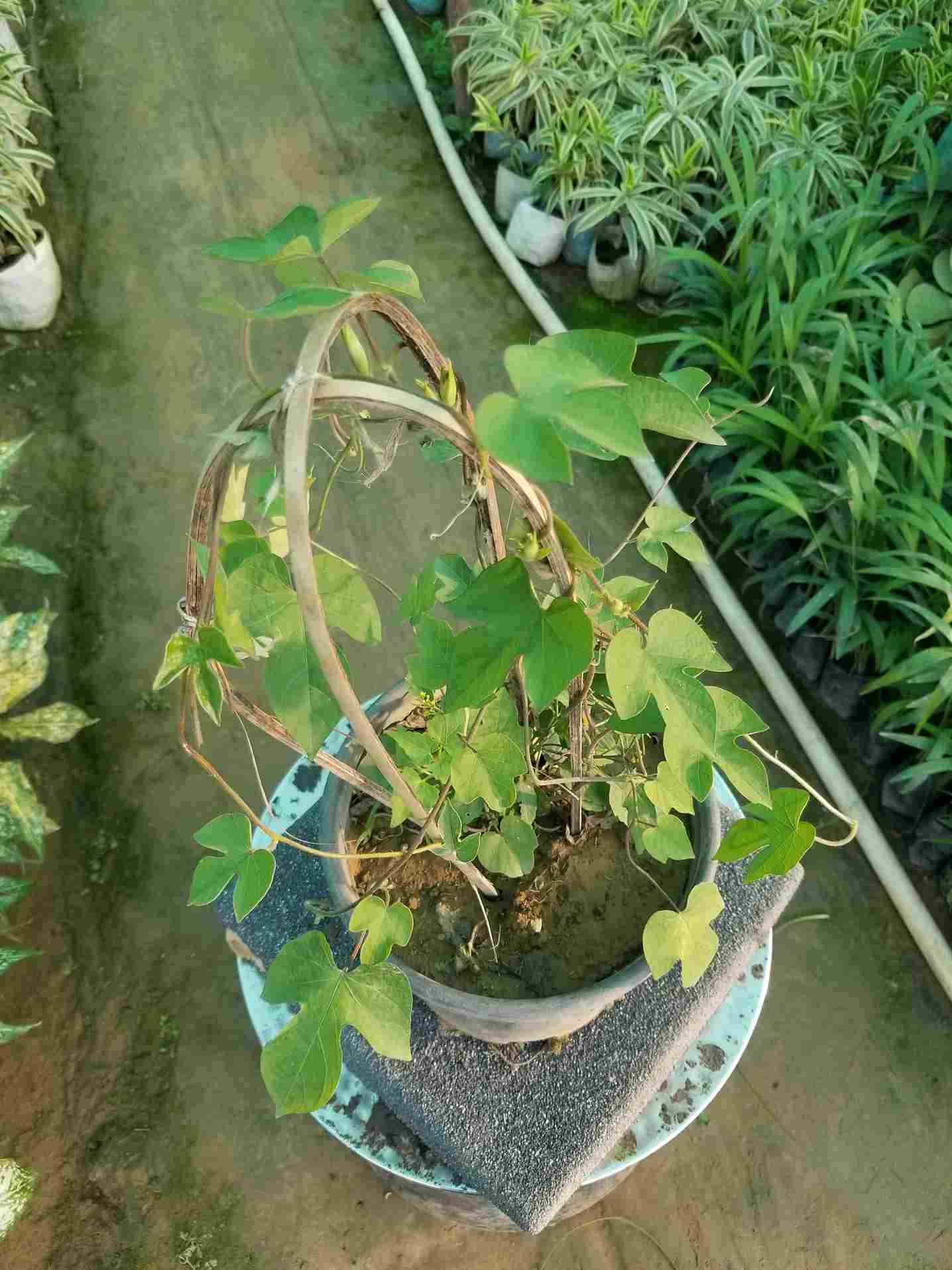 Passiflora Morning Glory