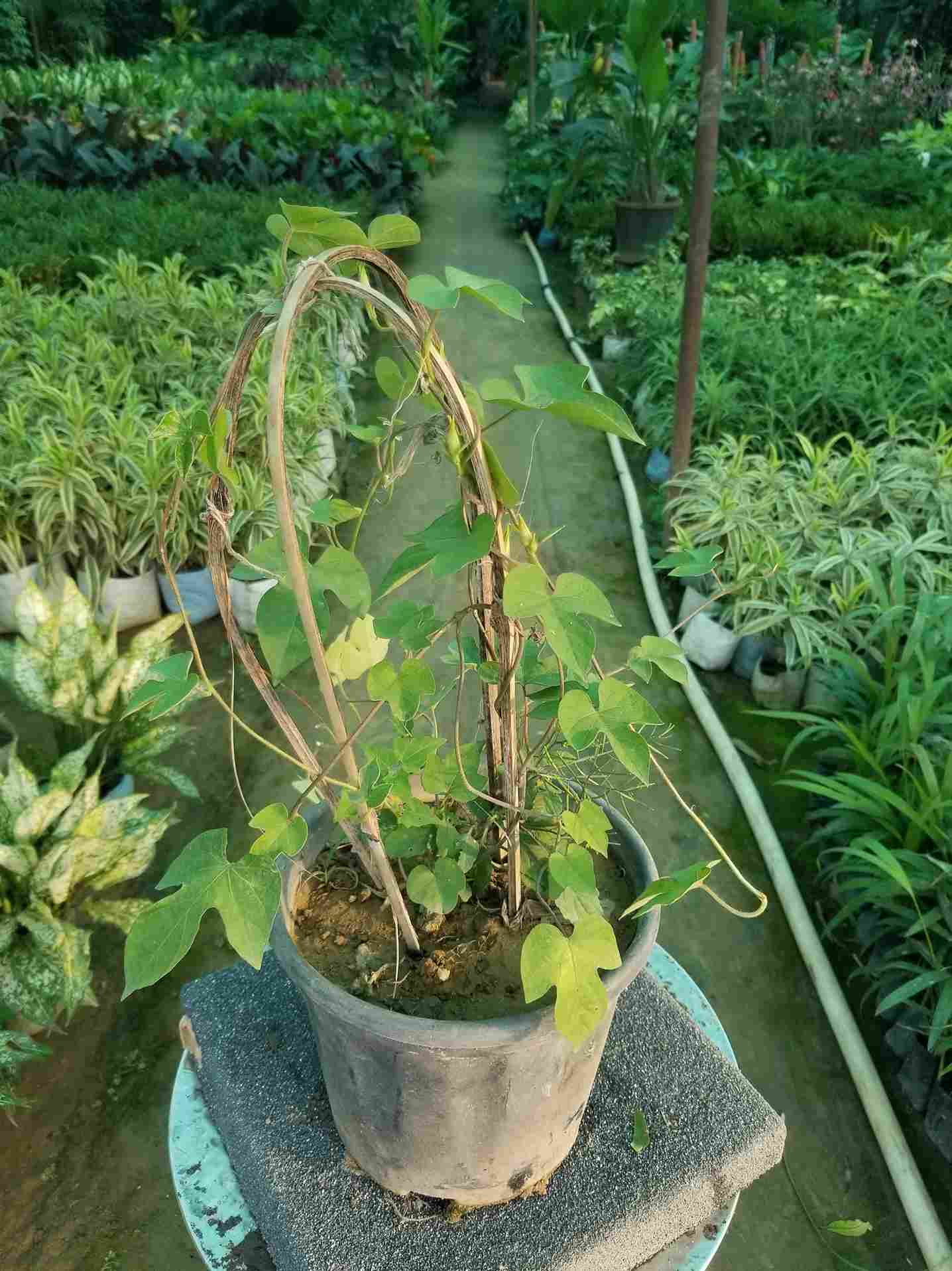 Passiflora Morning Glory