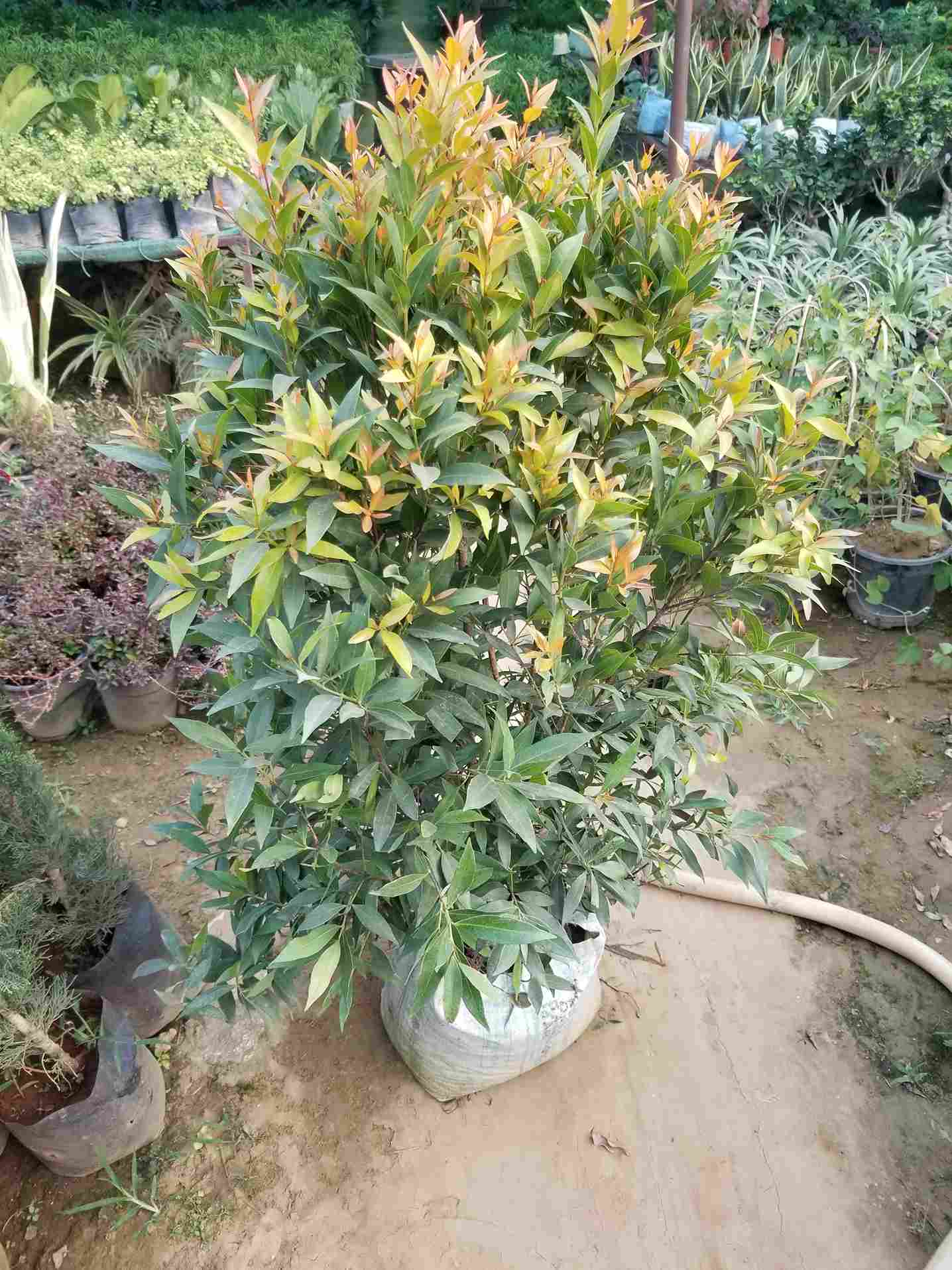 Syzygium Plant