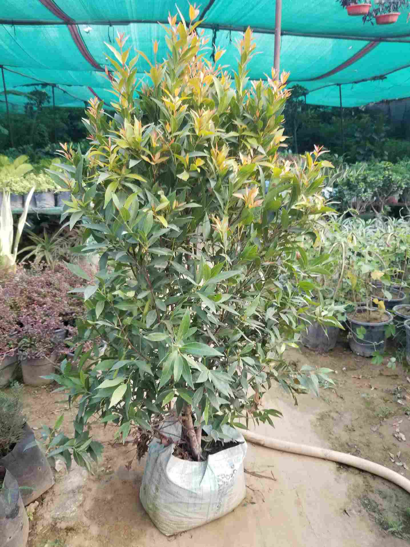 Syzygium Plant
