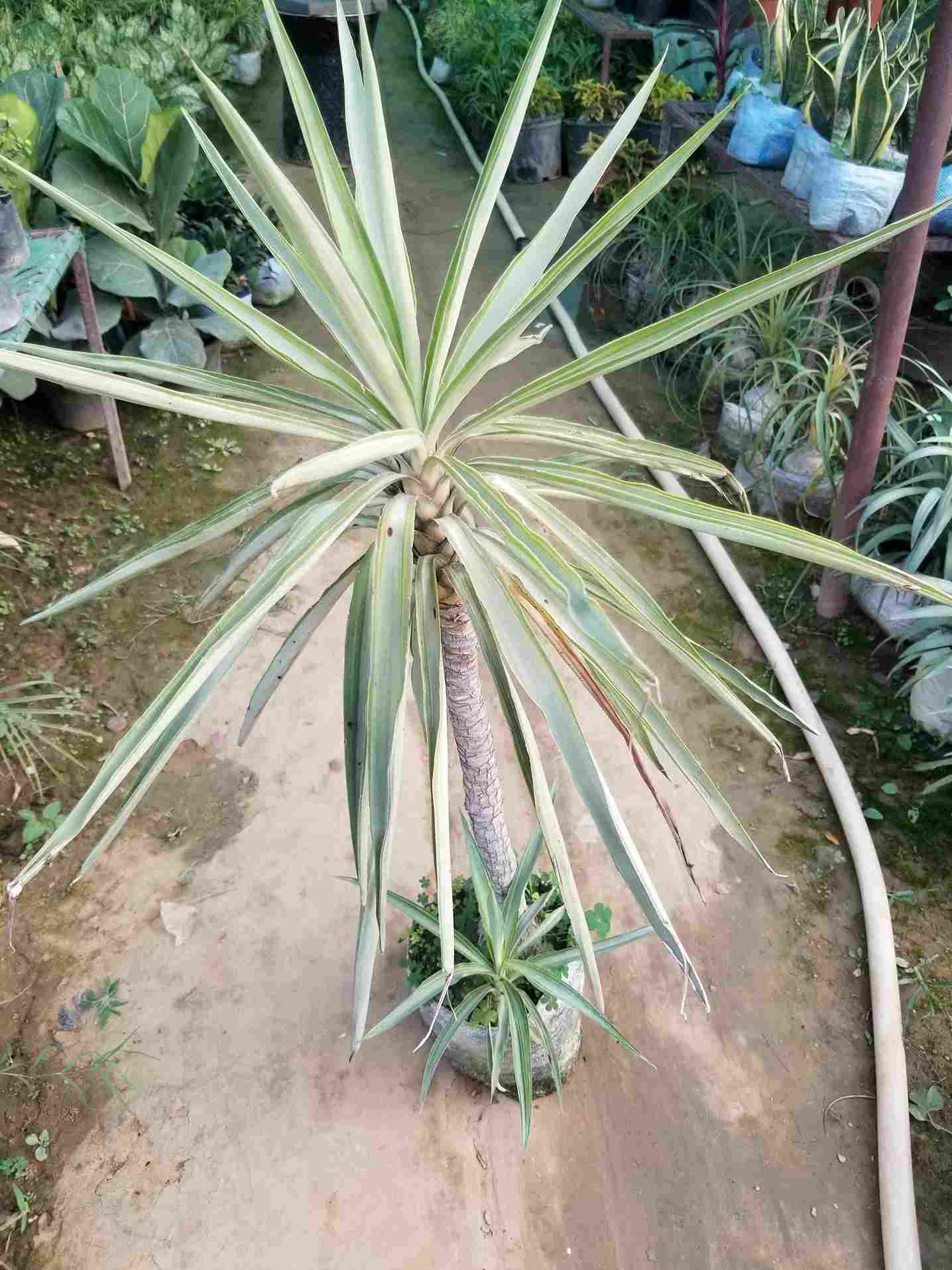 Yucca Plant