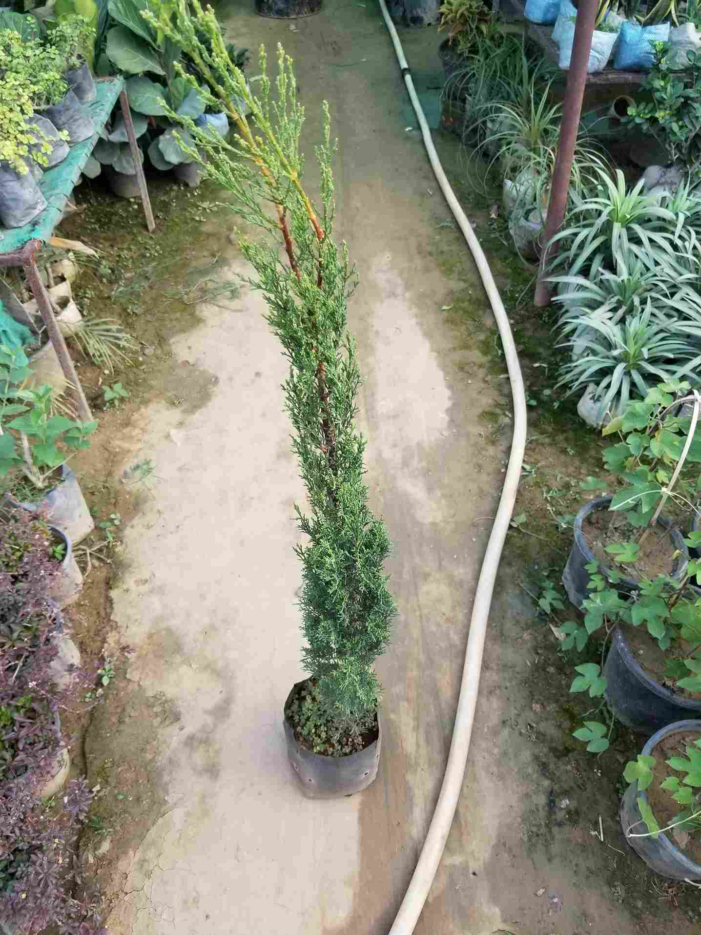 Pancil Thuja