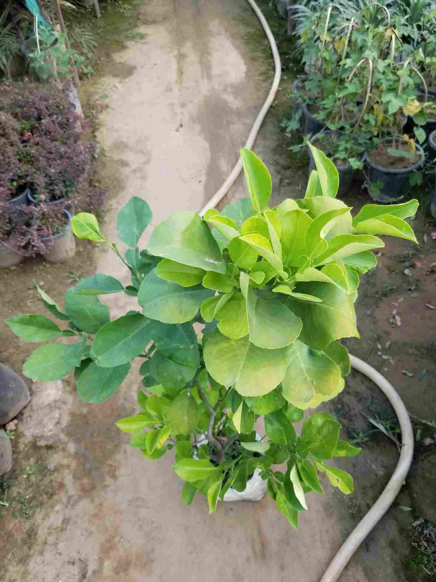 Lemon Plant