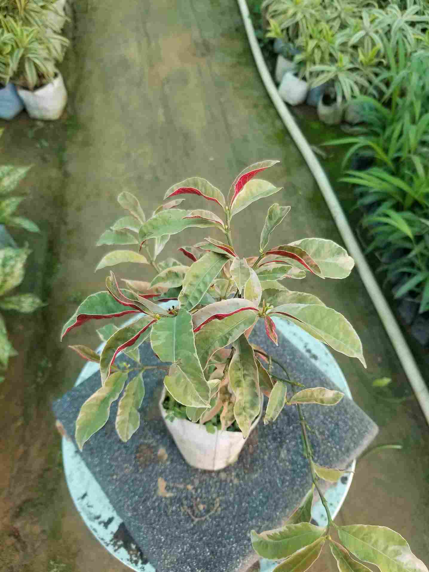 Laila Majnu Plant