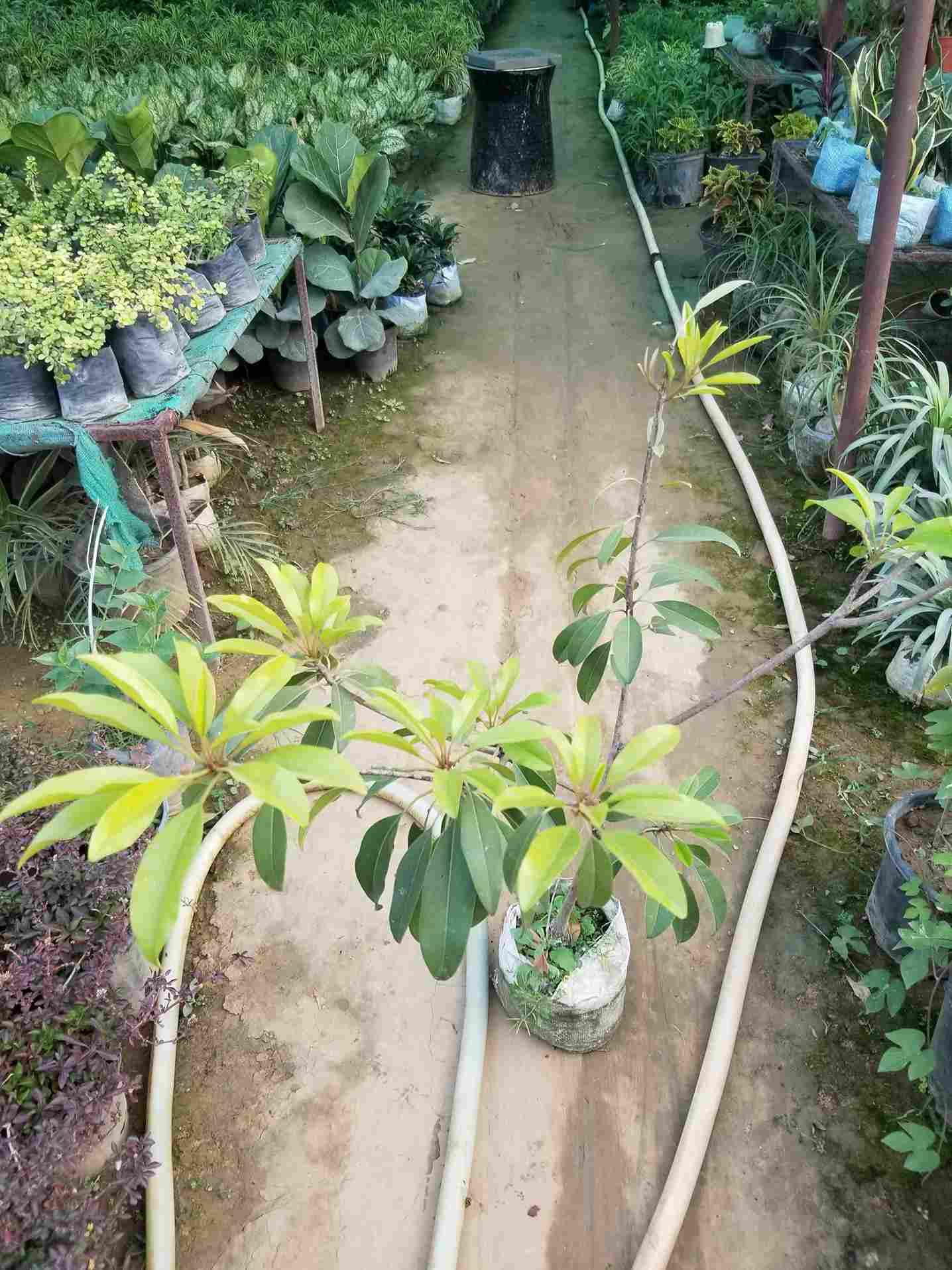 Sapodilla / Chiku 