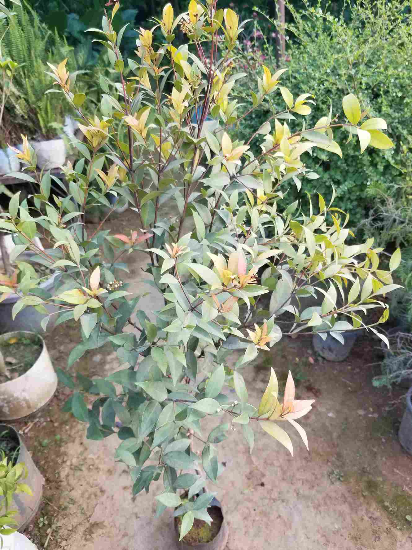 Syzygium Plant