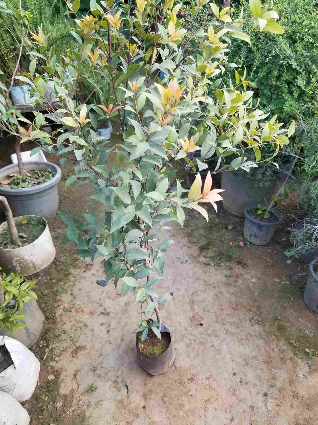 Syzygium Plant