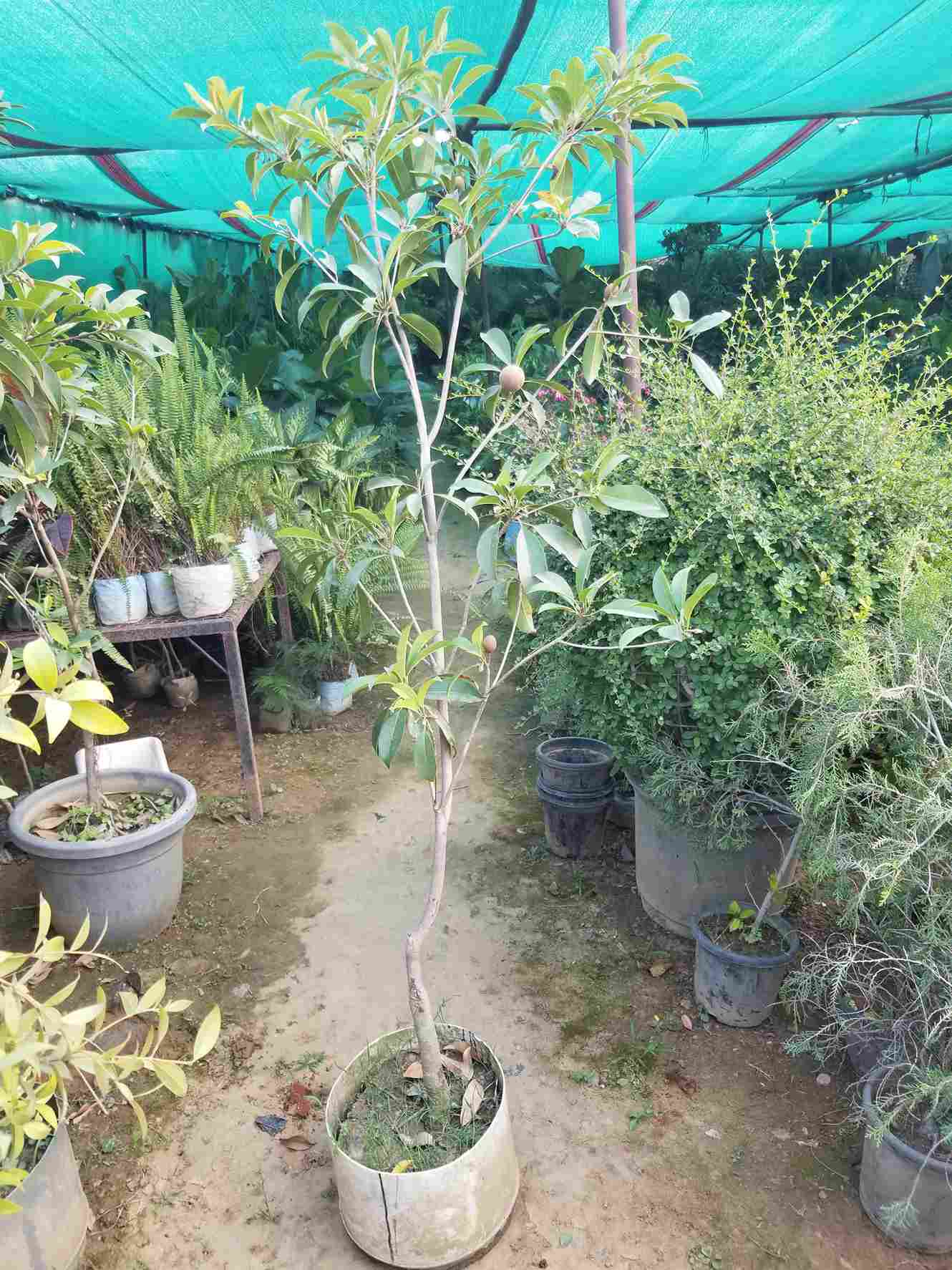Sapodilla / Chiku
