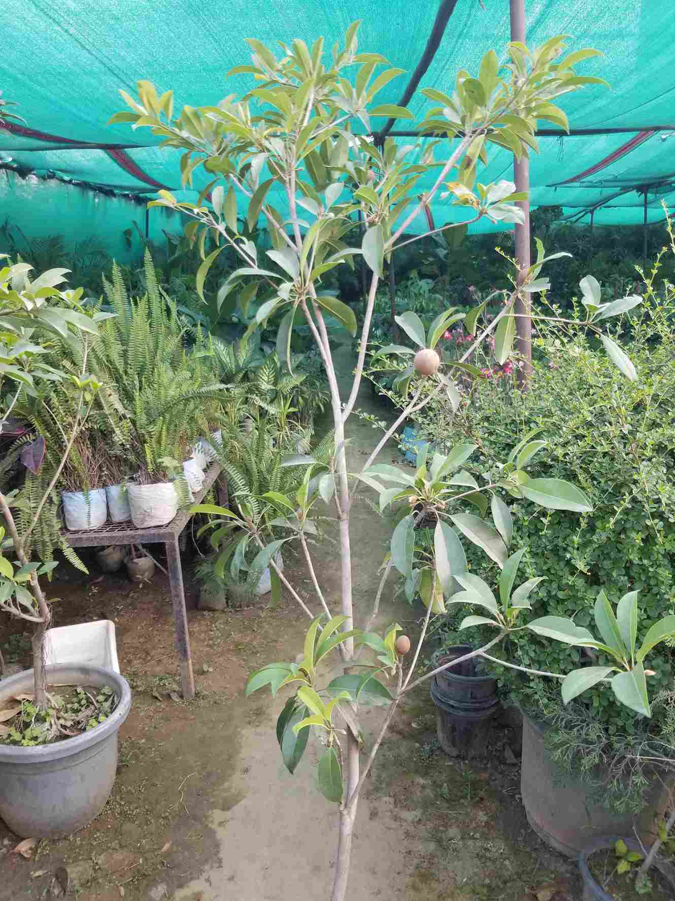 Sapodilla / Chiku