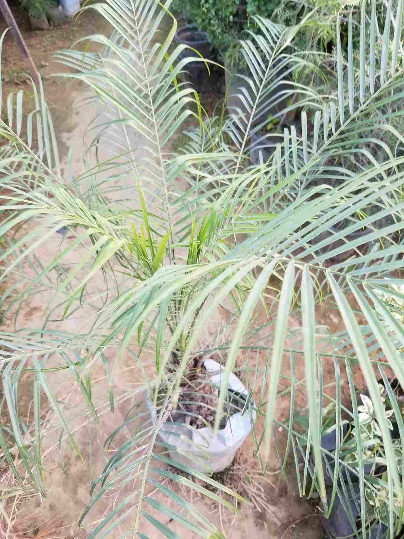 Phoenix Palm