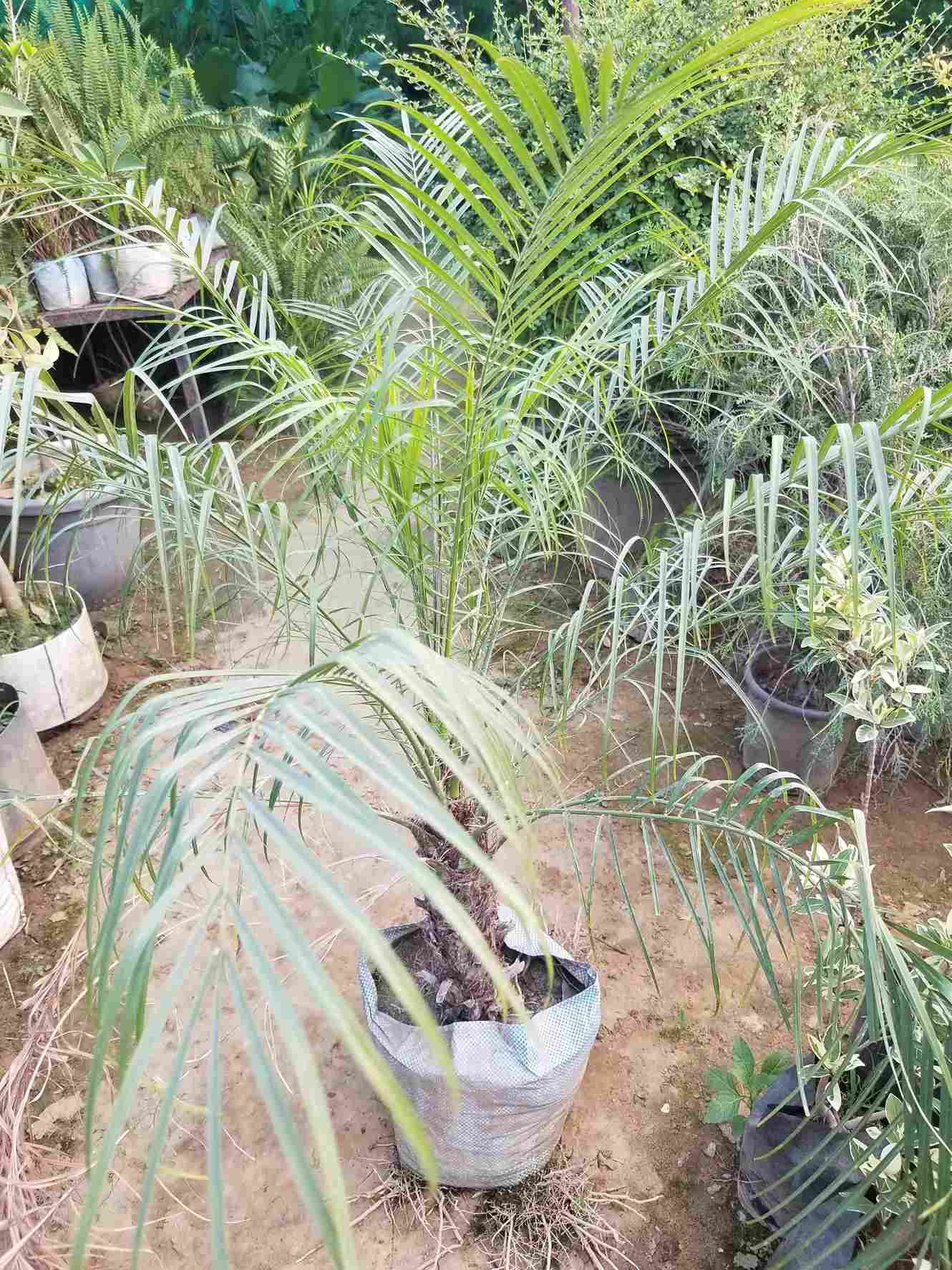 Phoenix Palm
