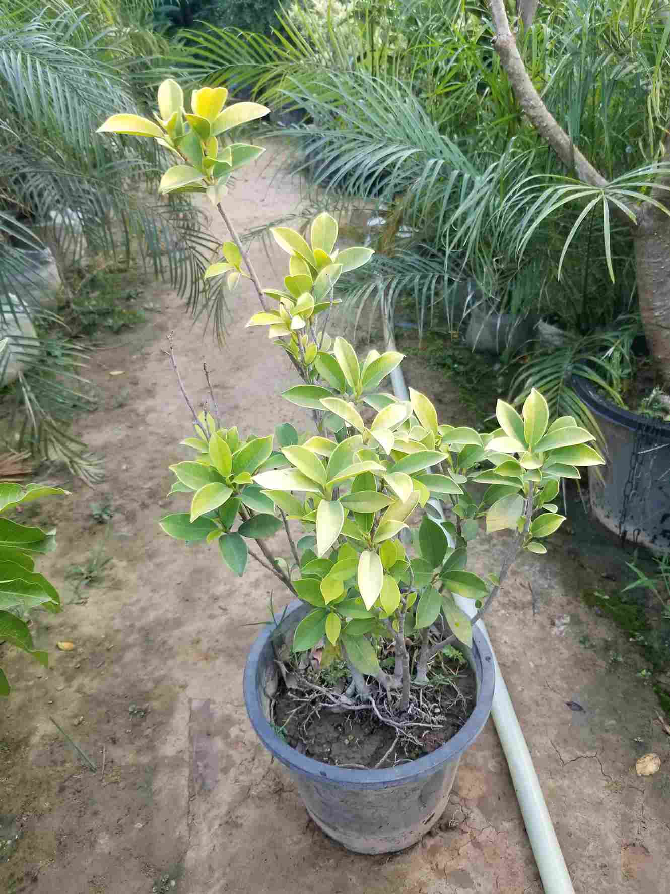 Ficus Panda