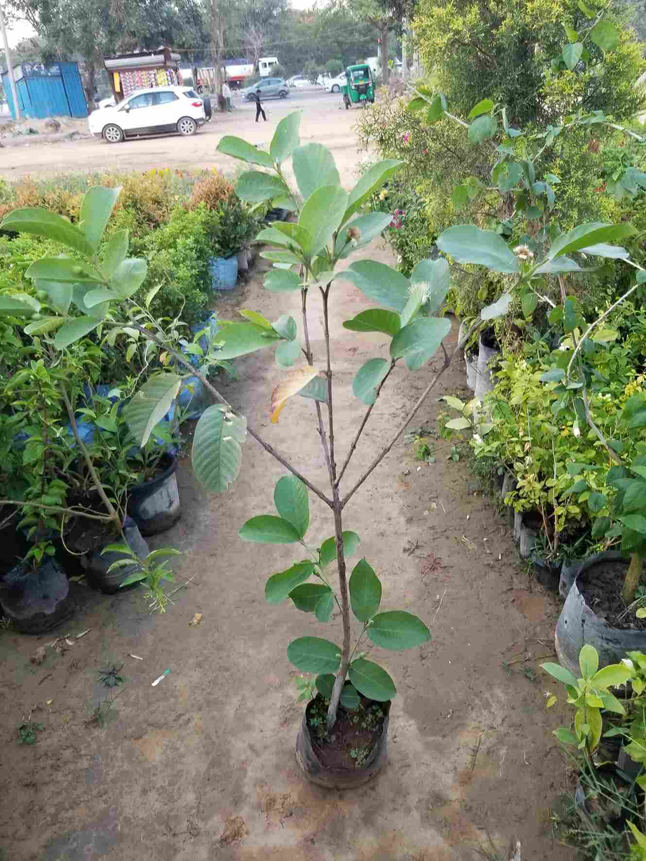 Guava / Amrood