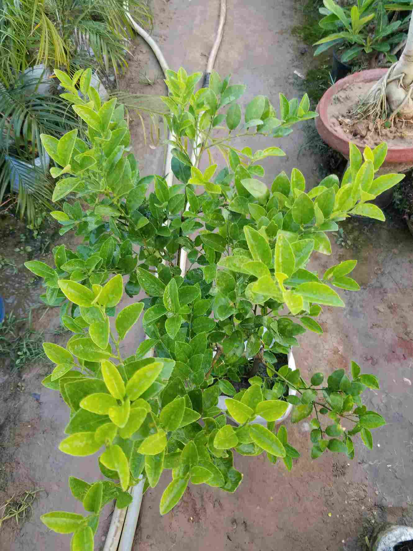 Lemon Plant