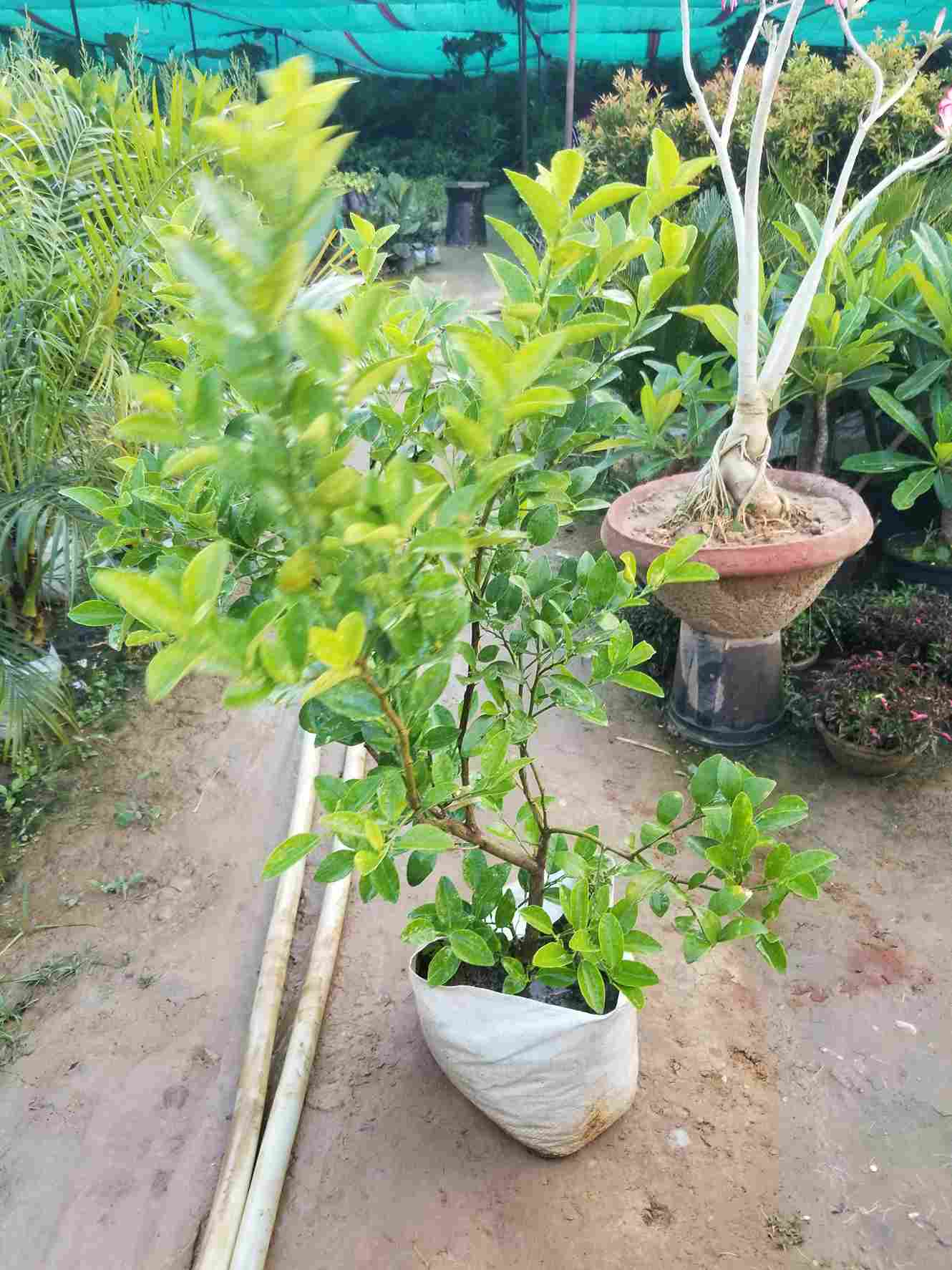 Lemon Plant